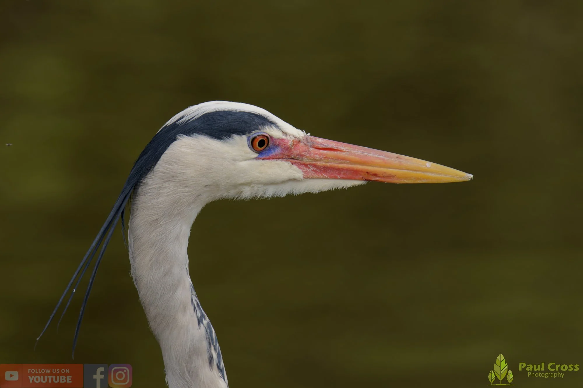 Grey Heron-00692.jpg