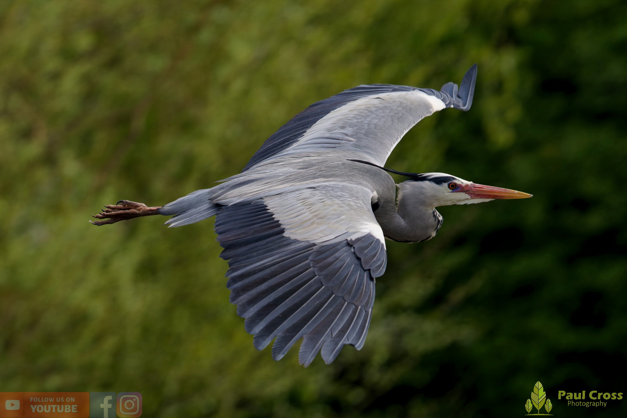 Grey Heron-00693.jpg