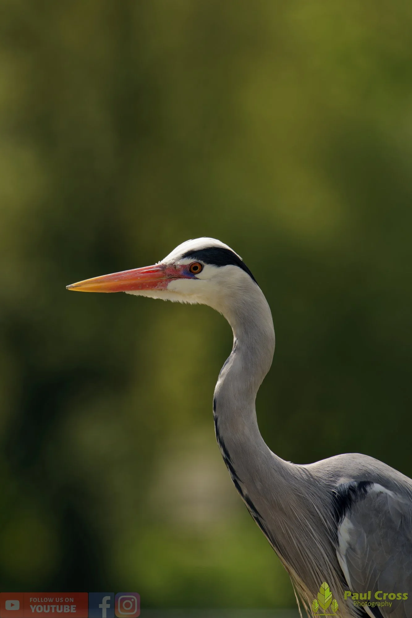 Grey Heron-00695.jpg