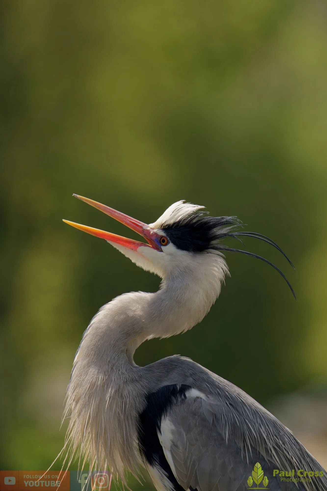 Grey Heron-00696.jpg