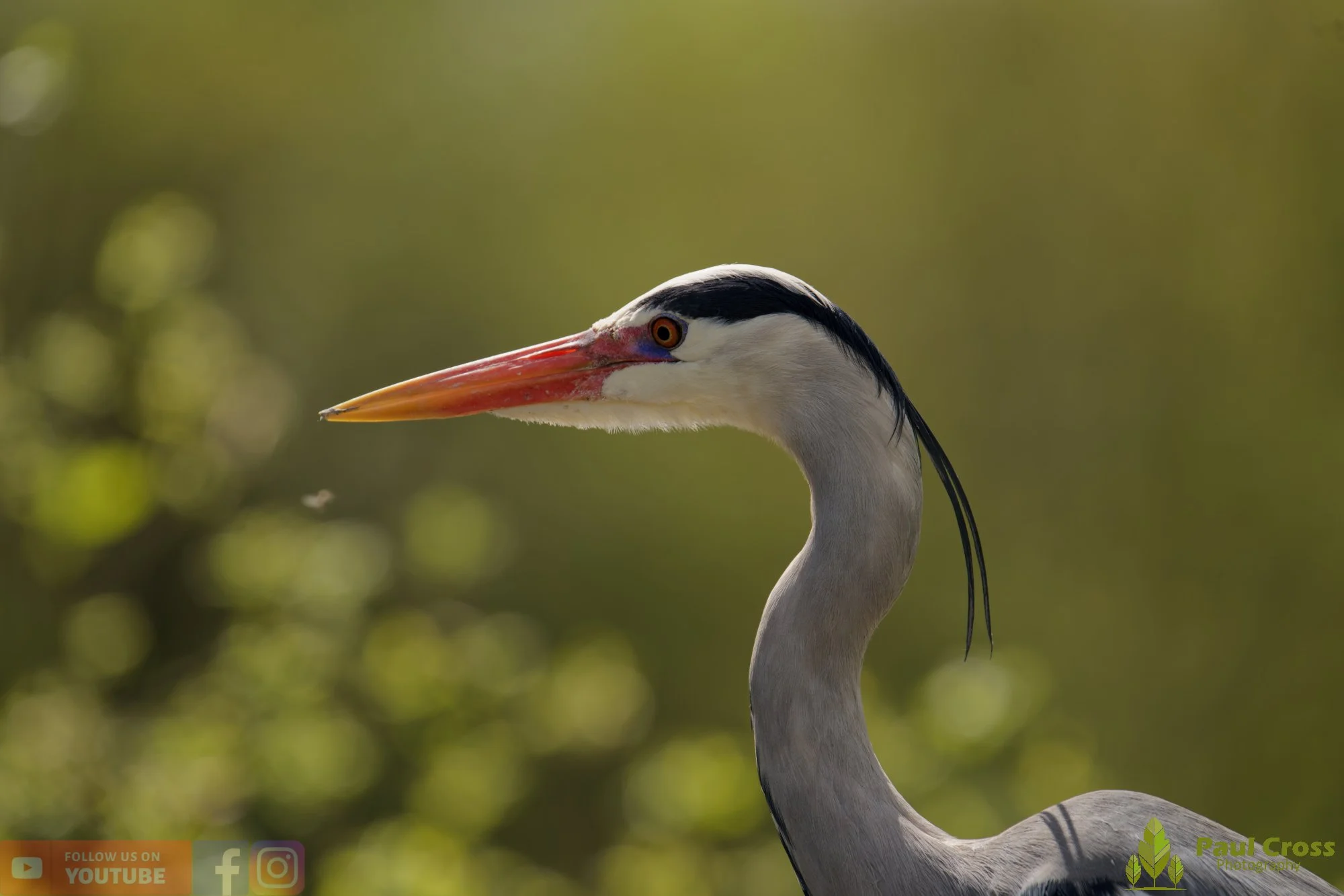 Grey Heron-00697.jpg