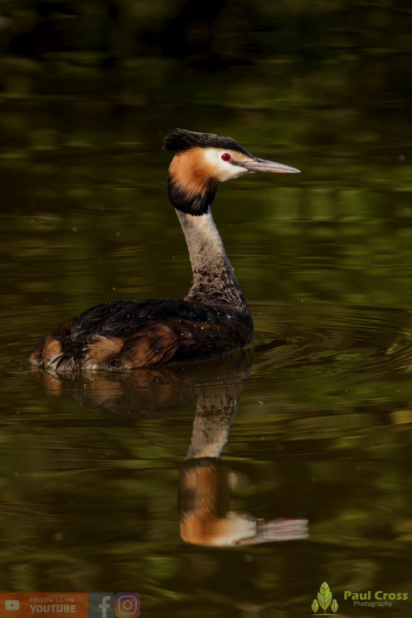 Great Crested Grebe-01074.jpg