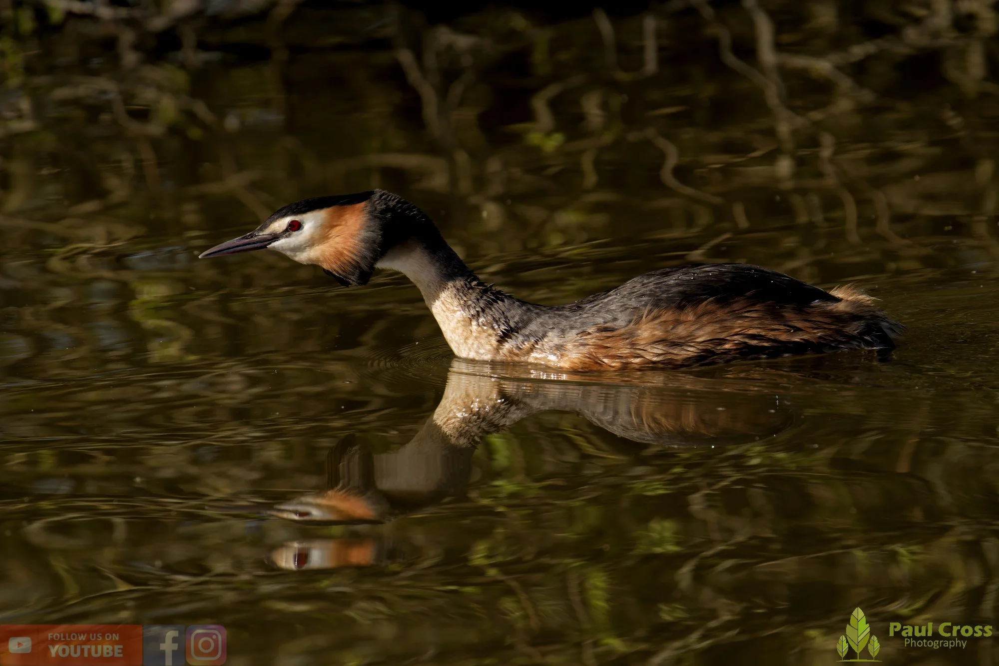 Great Crested Grebe-01075.jpg