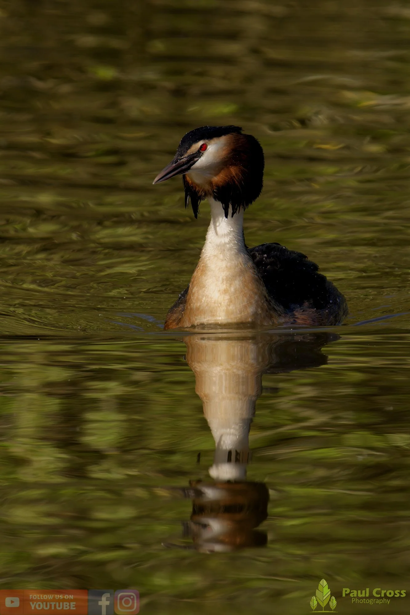 Great Crested Grebe-01077.jpg