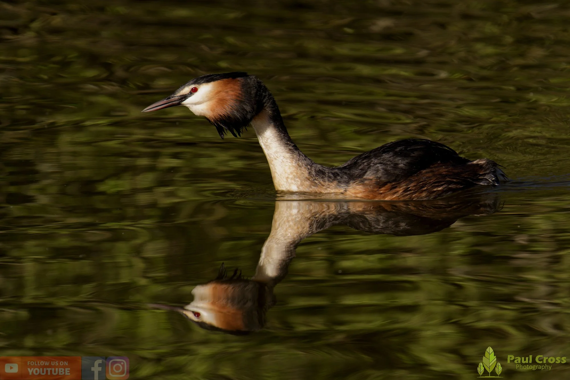 Great Crested Grebe-01079.jpg
