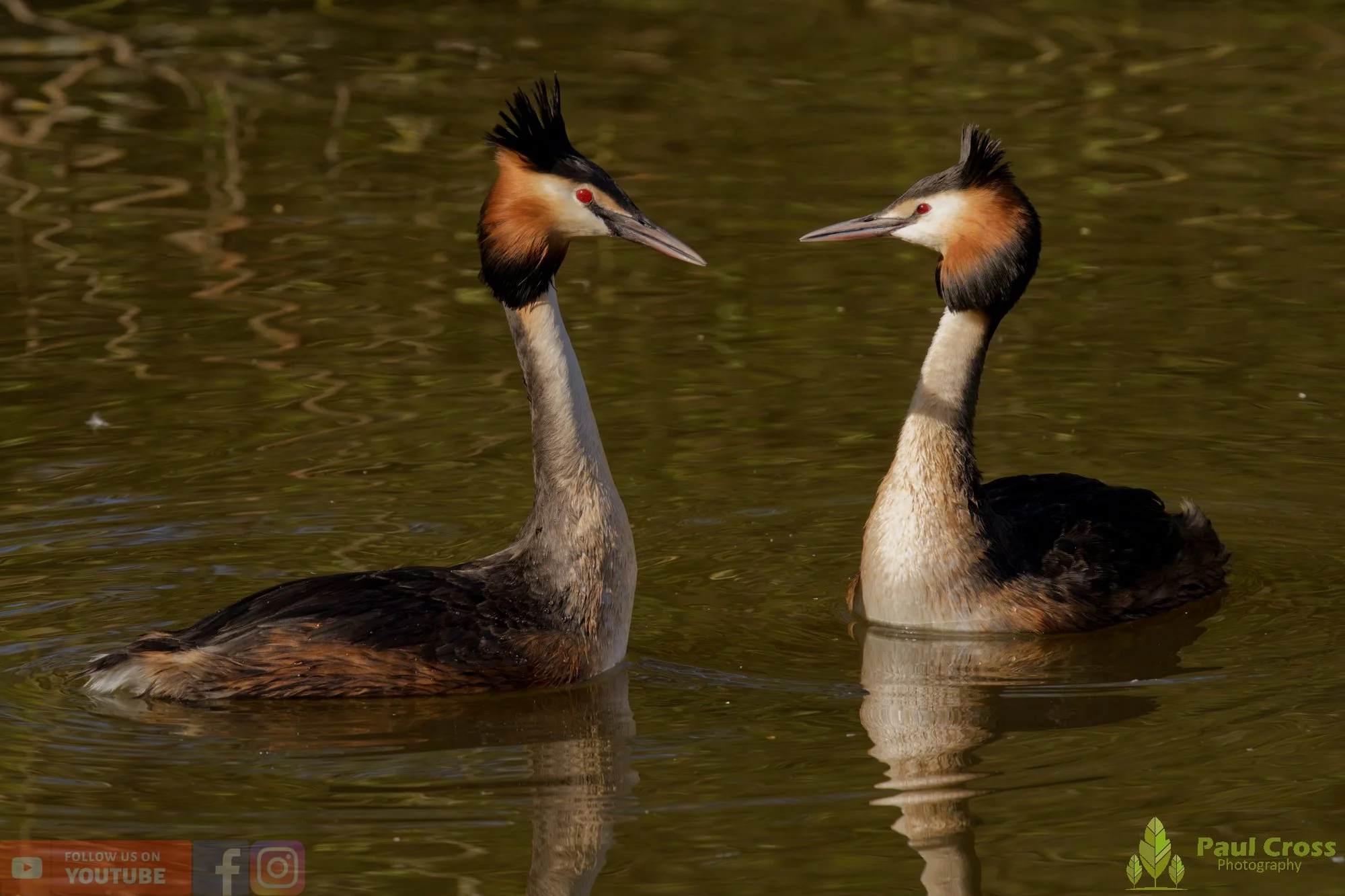 Great Crested Grebe-01082.jpg