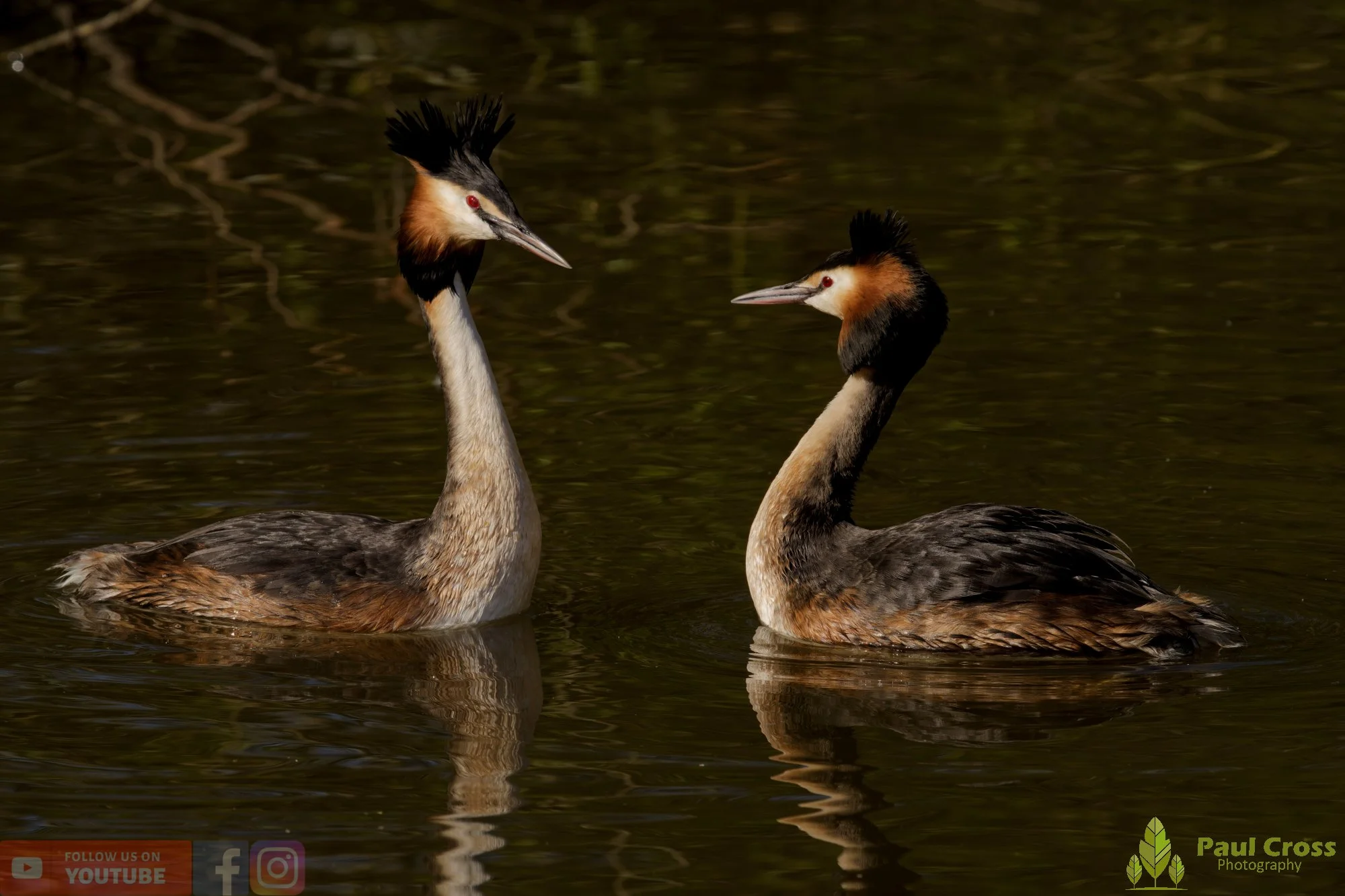 Great Crested Grebe-01083.jpg