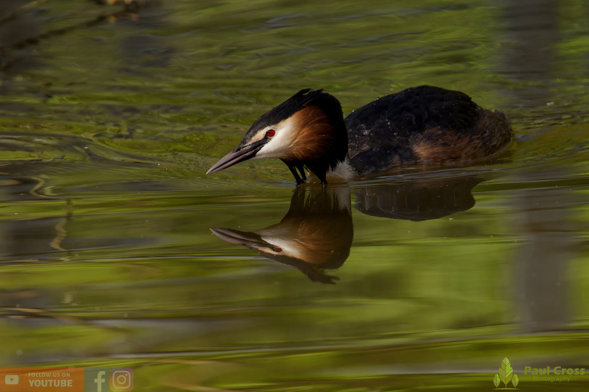 Great Crested Grebe-01087.jpg