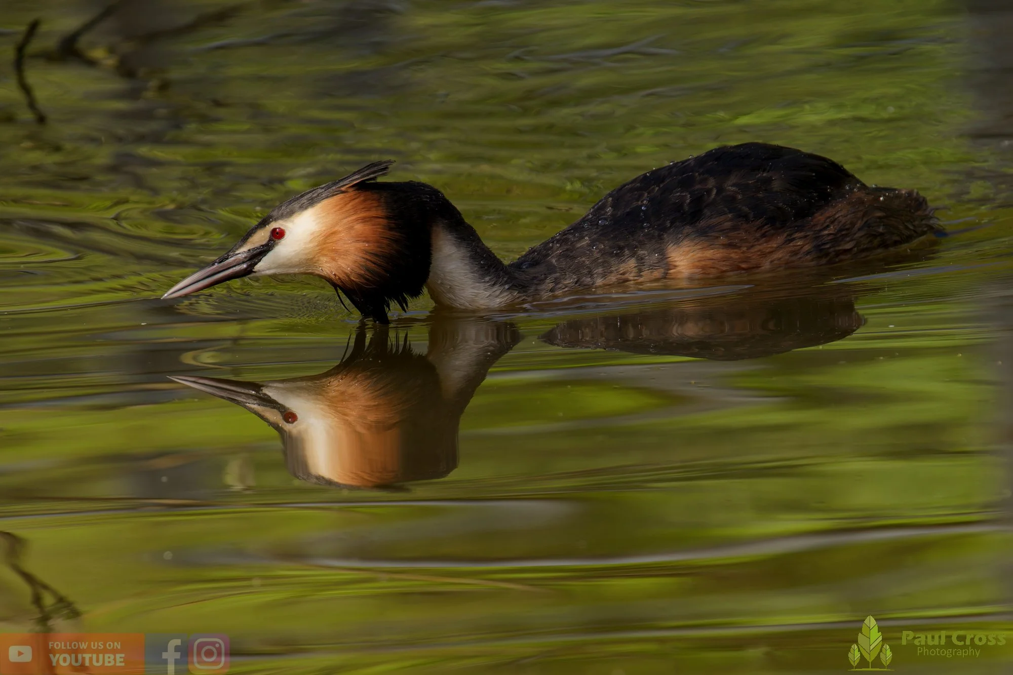 Great Crested Grebe-01088.jpg
