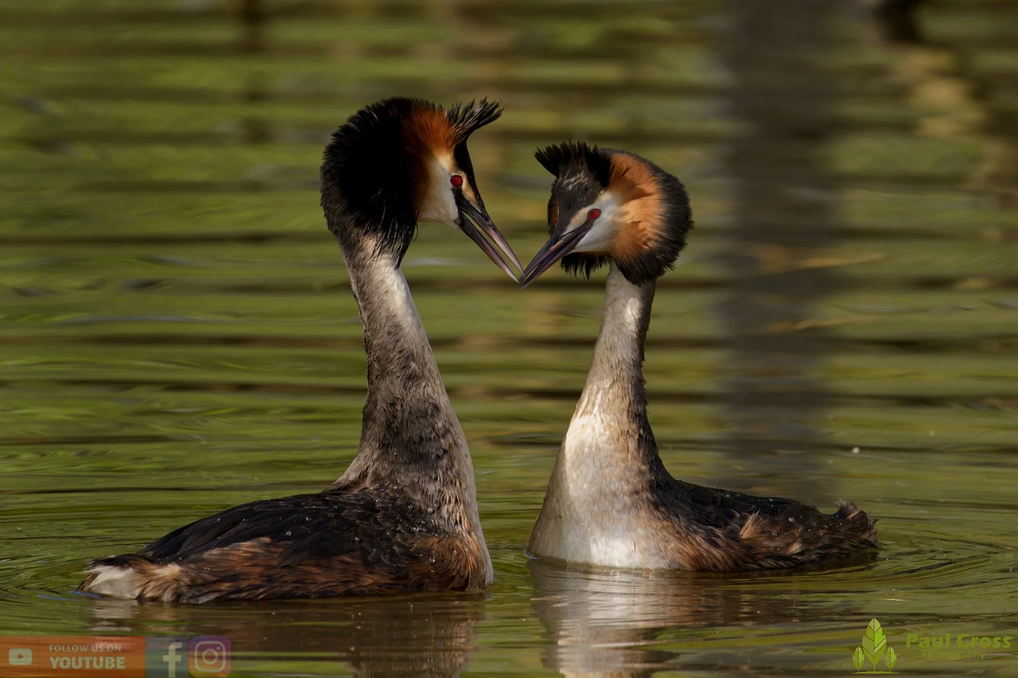Great Crested Grebe-01089.jpg