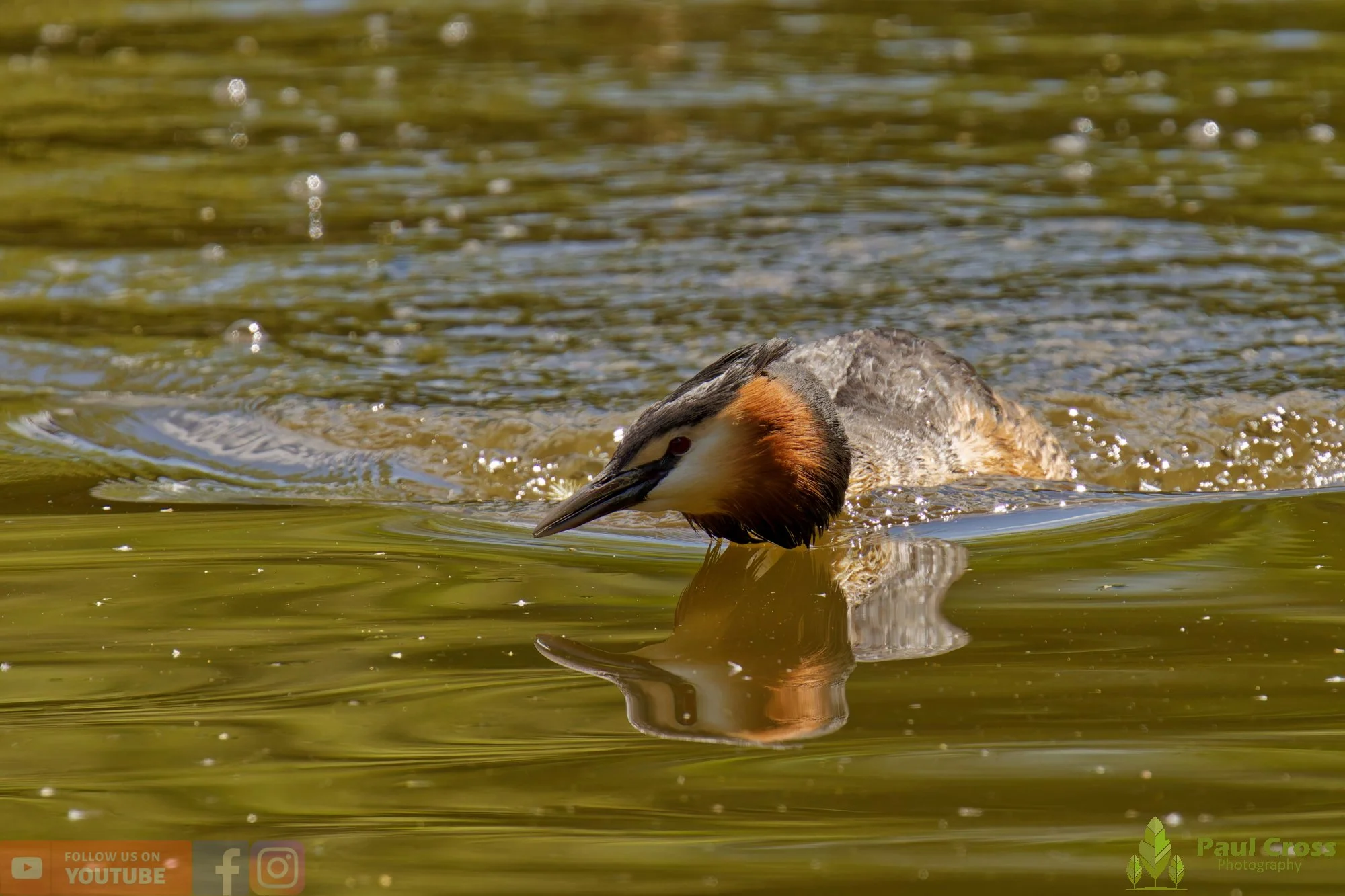 Great Crested Grebe-01115.jpg