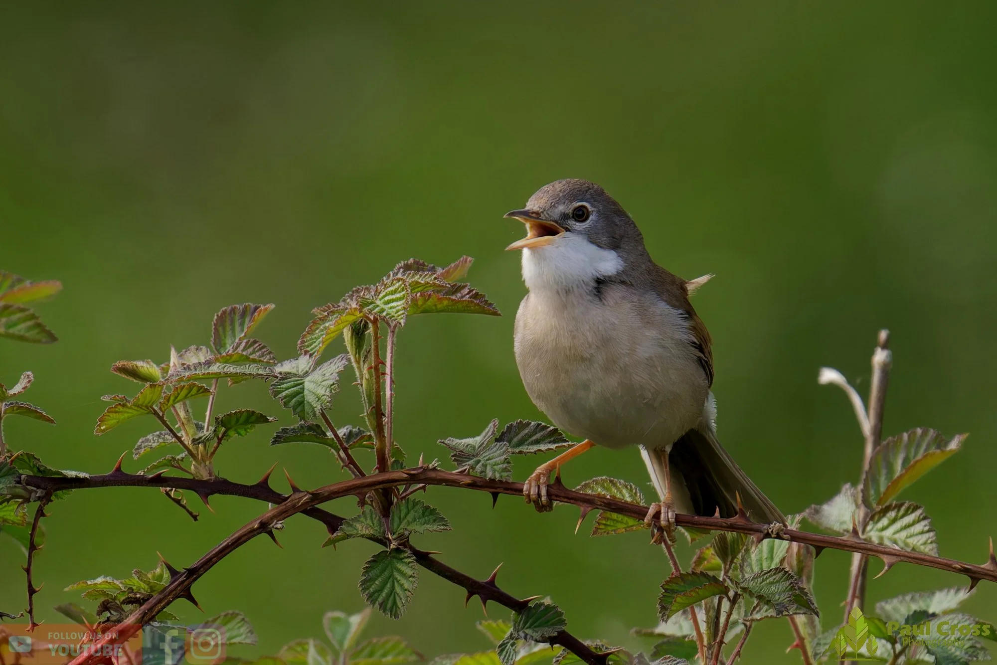 Common Whitethroat-00079.jpg