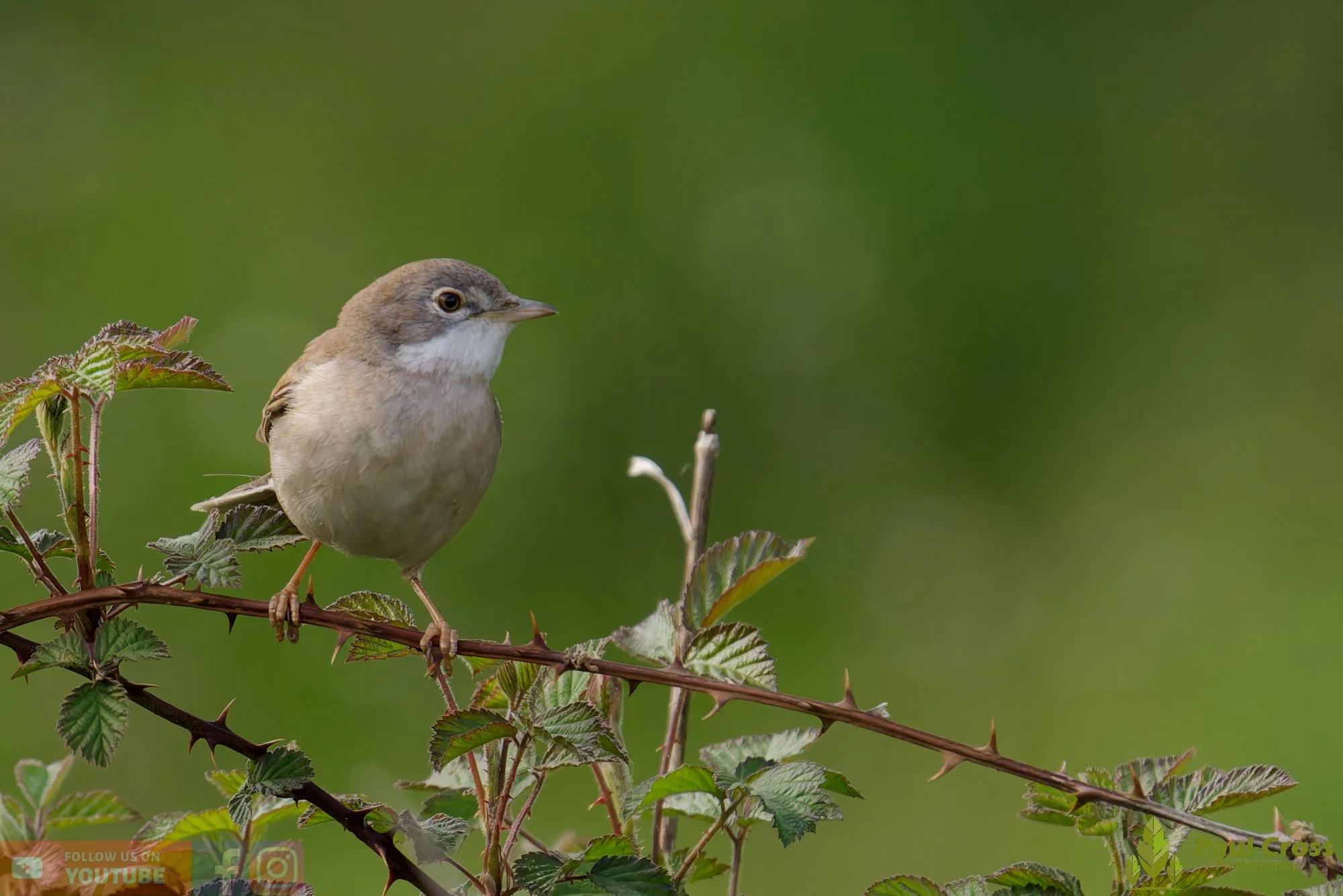 Common Whitethroat-00080.jpg
