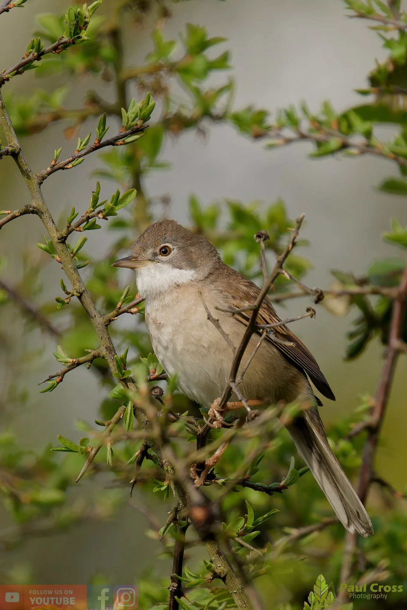 Common Whitethroat-00081.jpg