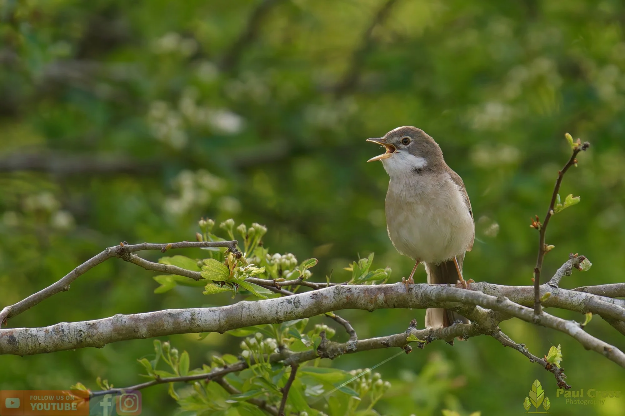 Common Whitethroat-00082.jpg
