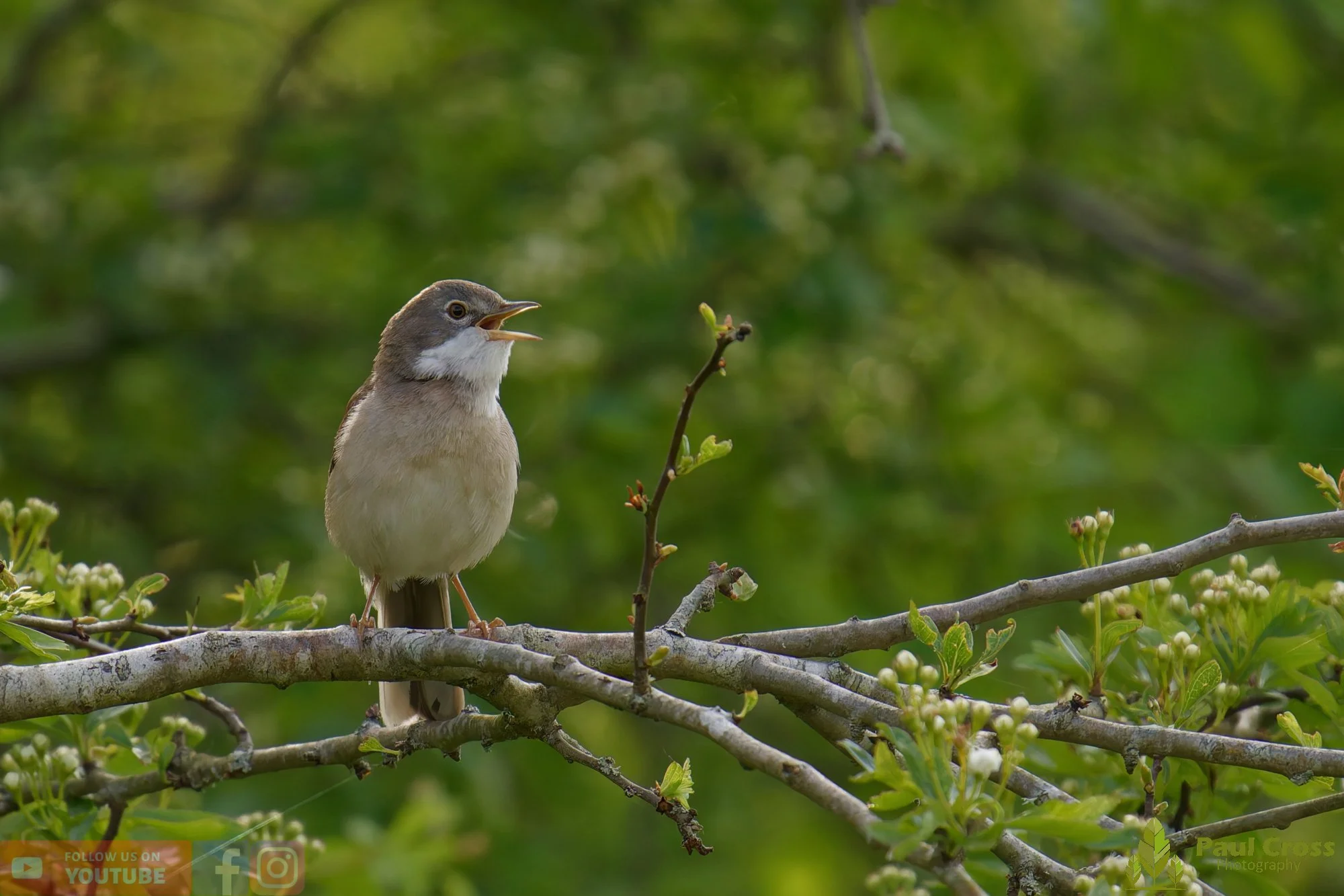 Common Whitethroat-00083.jpg