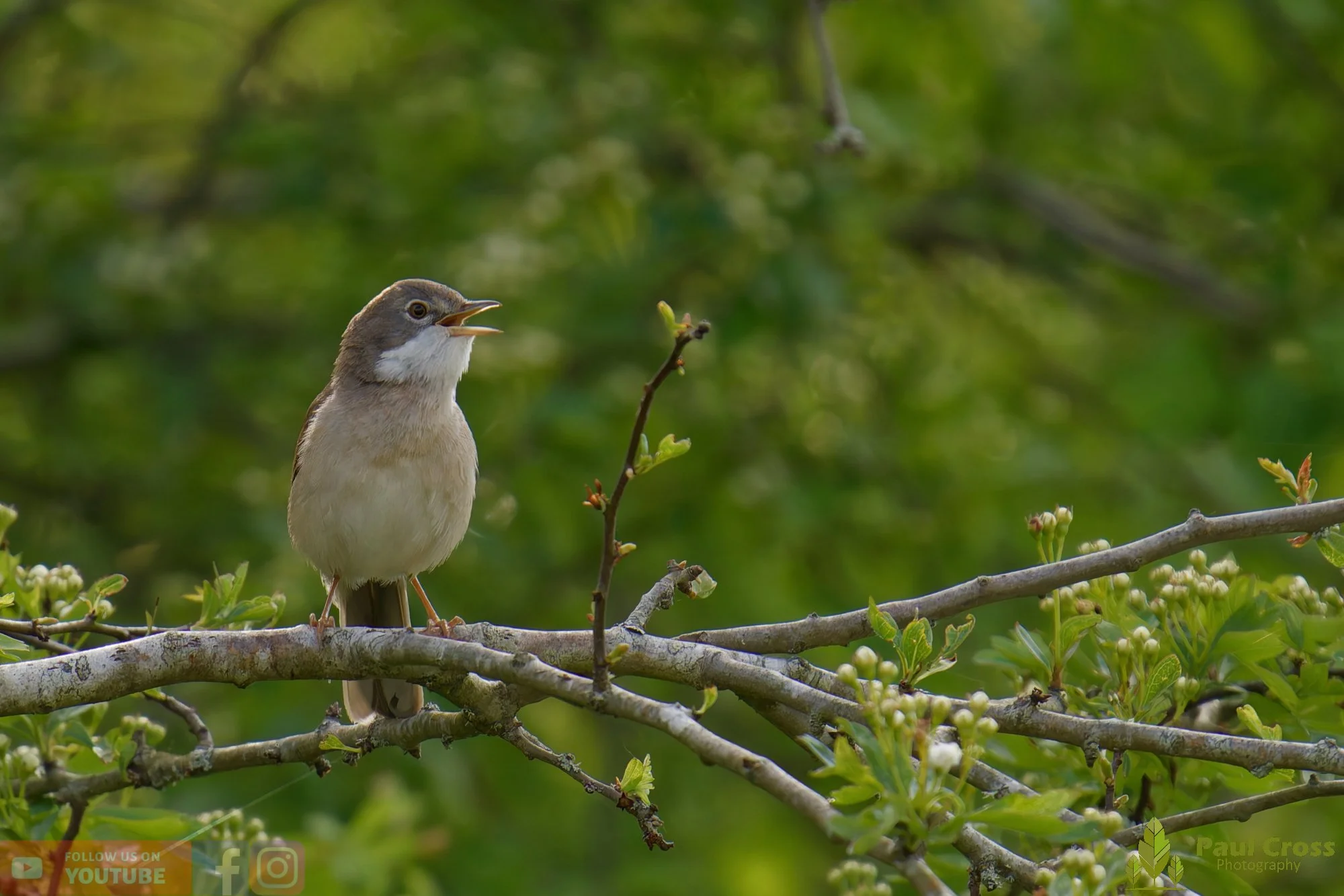 Common Whitethroat-00084.jpg