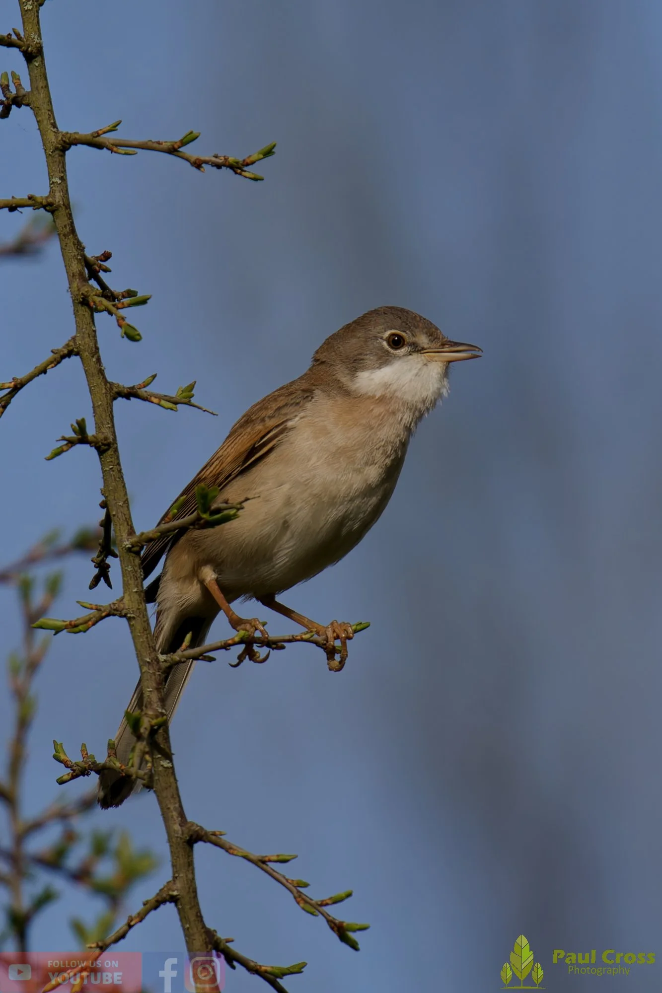 Common Whitethroat-00085.jpg