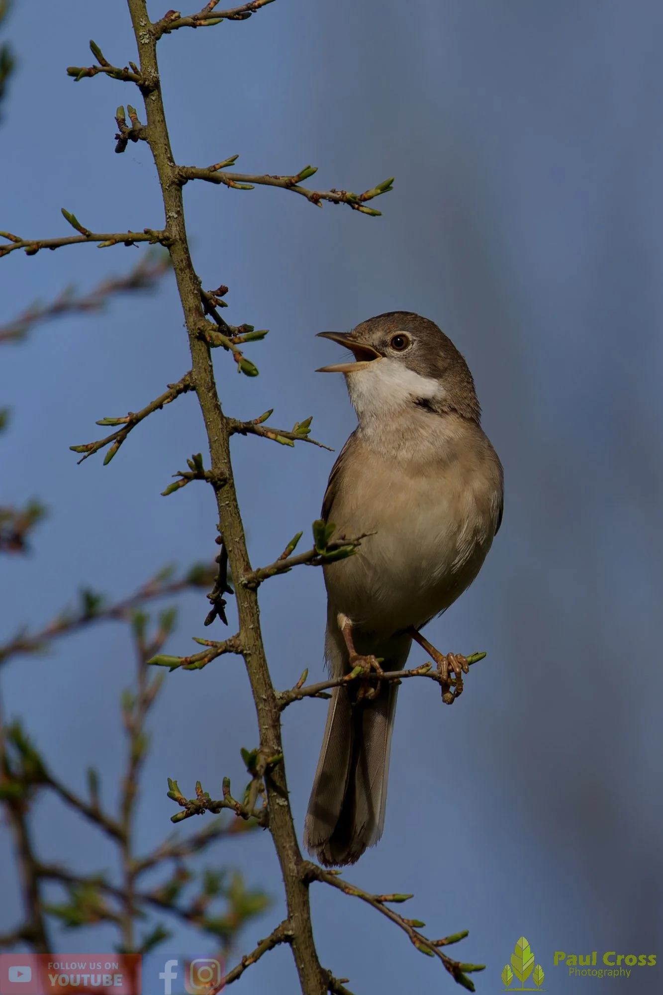 Common Whitethroat-00086.jpg