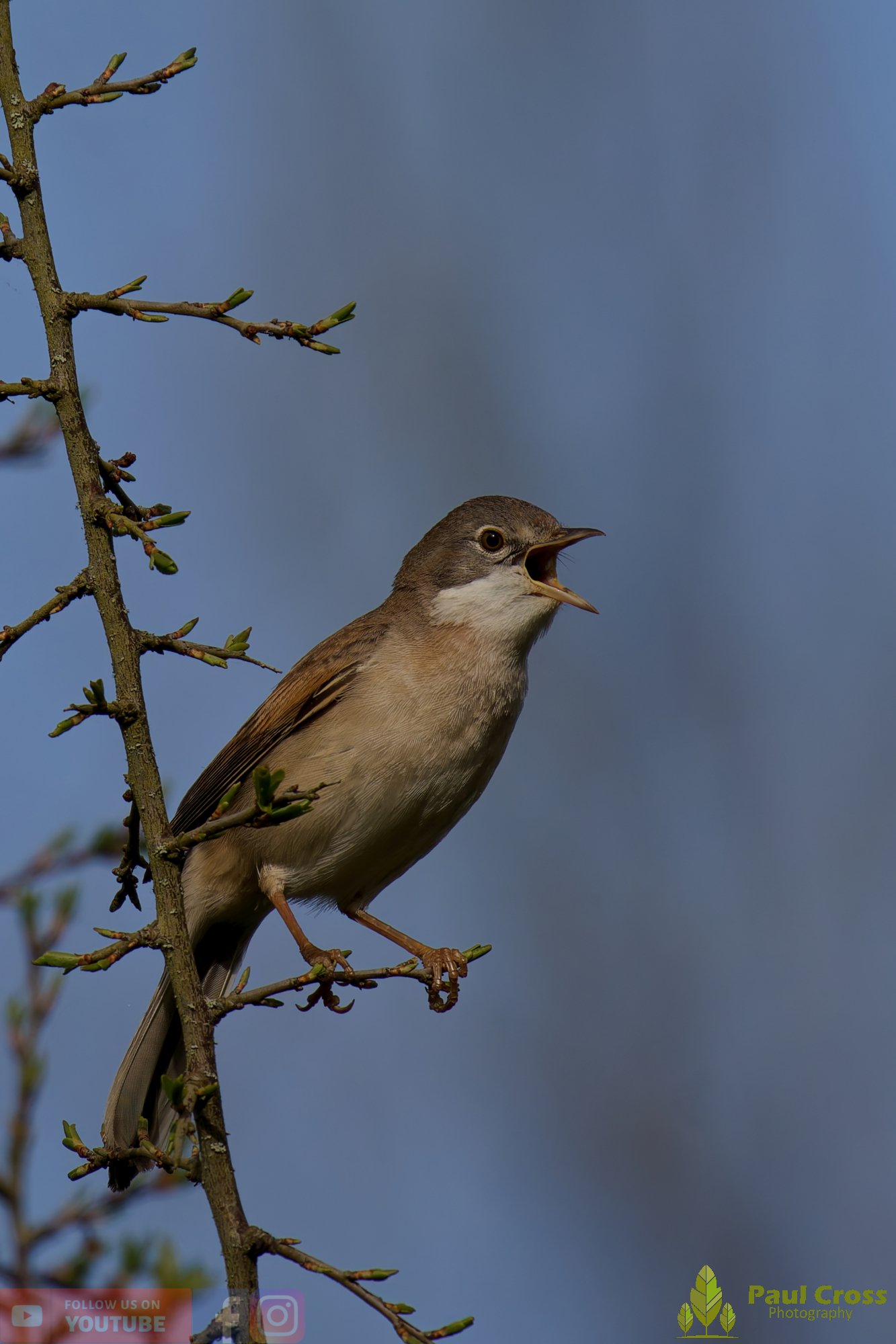 Common Whitethroat-00087.jpg