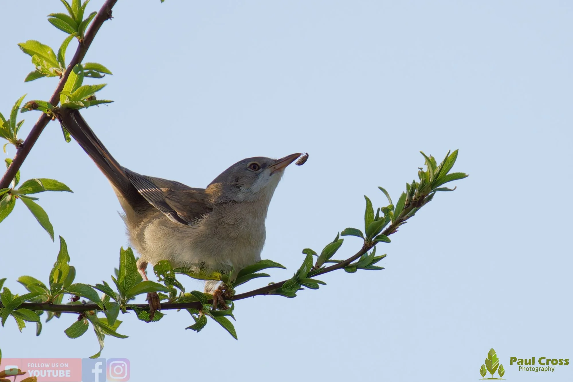 Common Whitethroat-00088.jpg