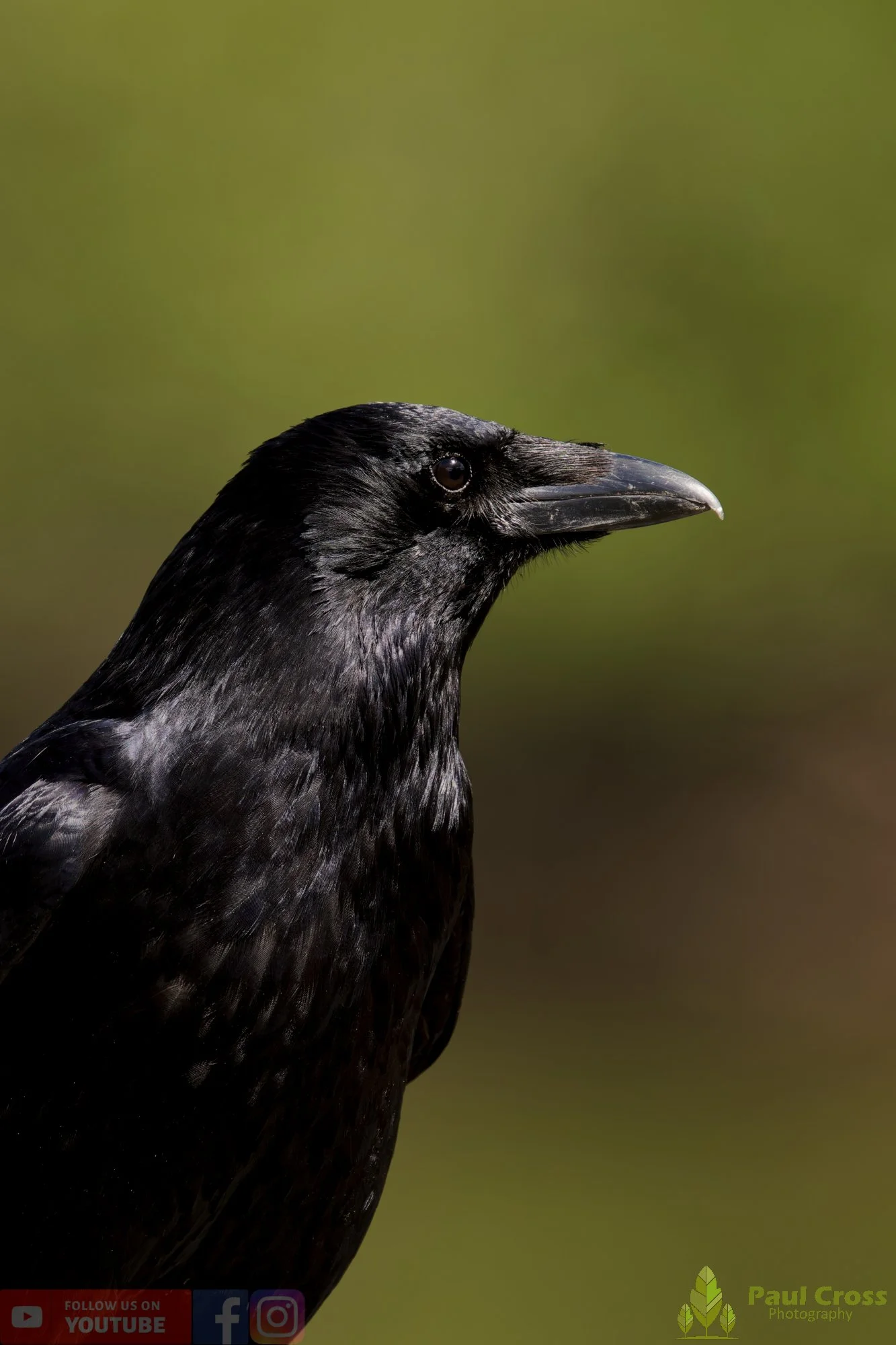 Carrion Crow-00139.jpg