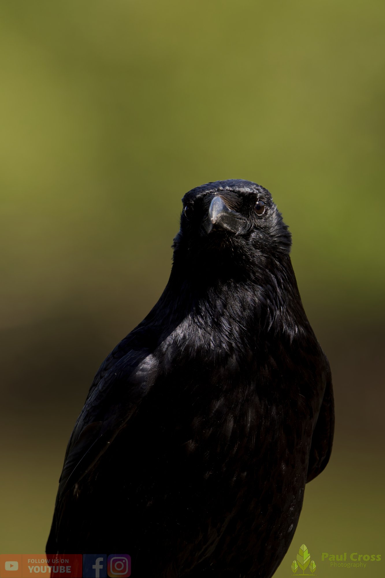 Carrion Crow-00140.jpg