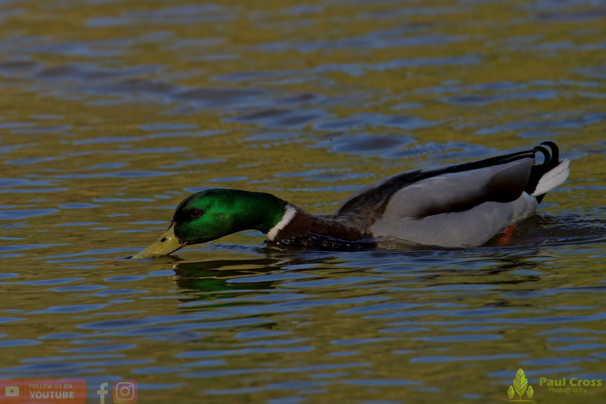 Mallard Duck-01243.jpg