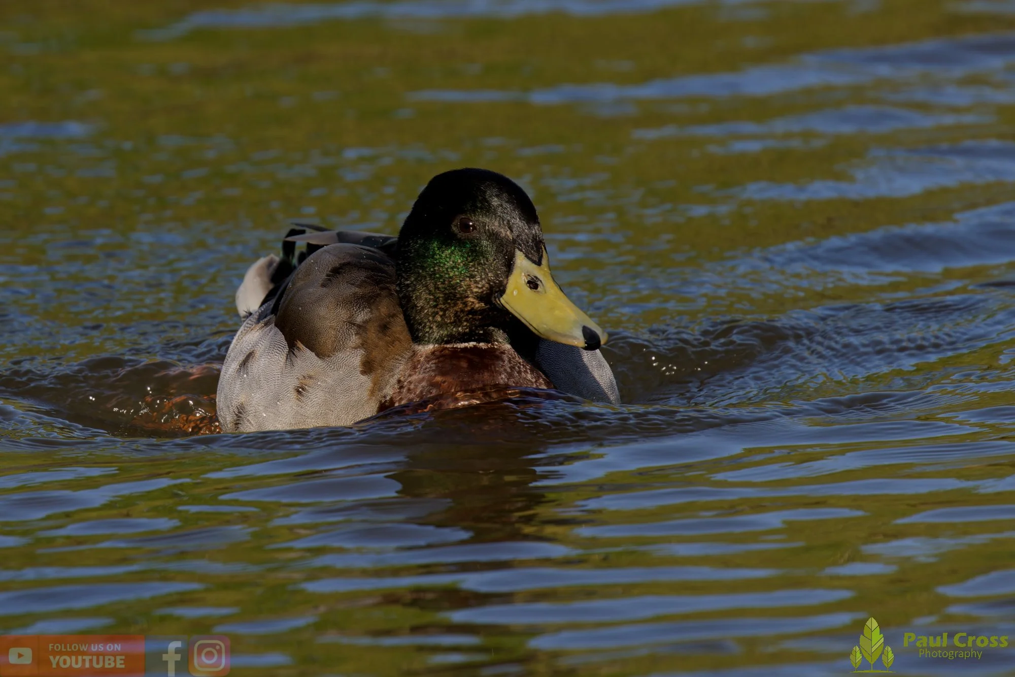 Mallard Duck-01244.jpg
