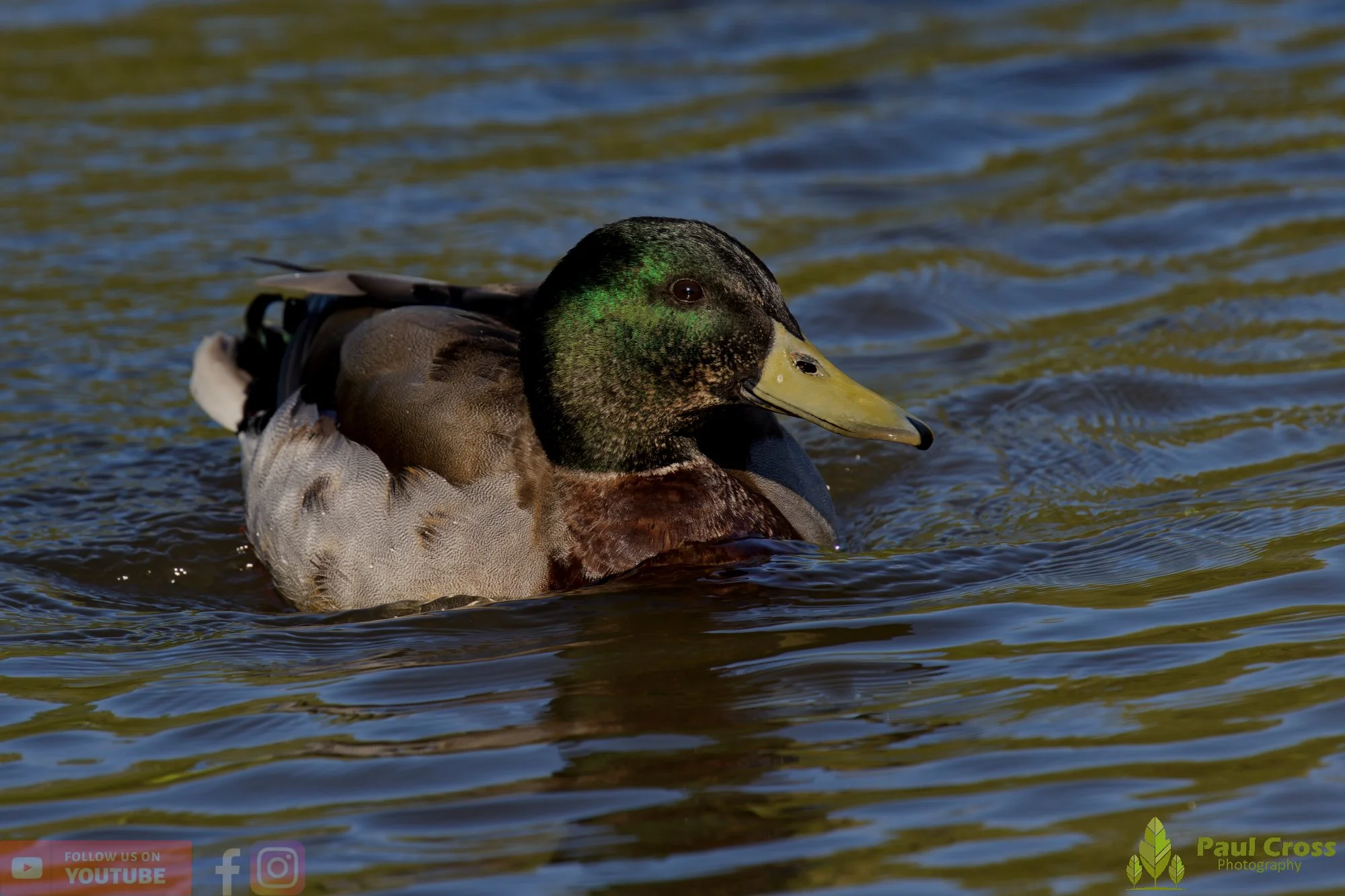 Mallard Duck-01245.jpg