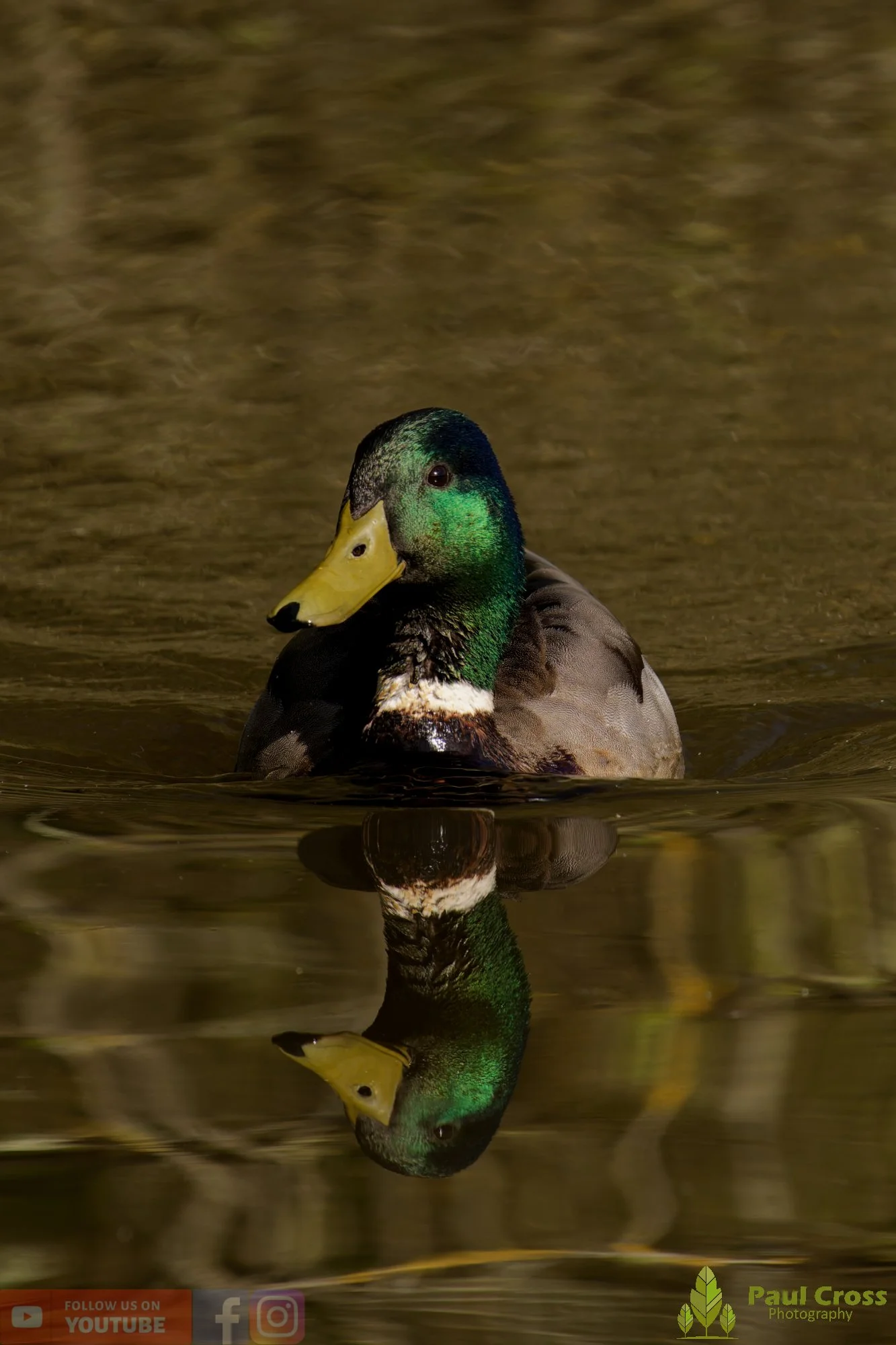 Mallard Duck-01246.jpg