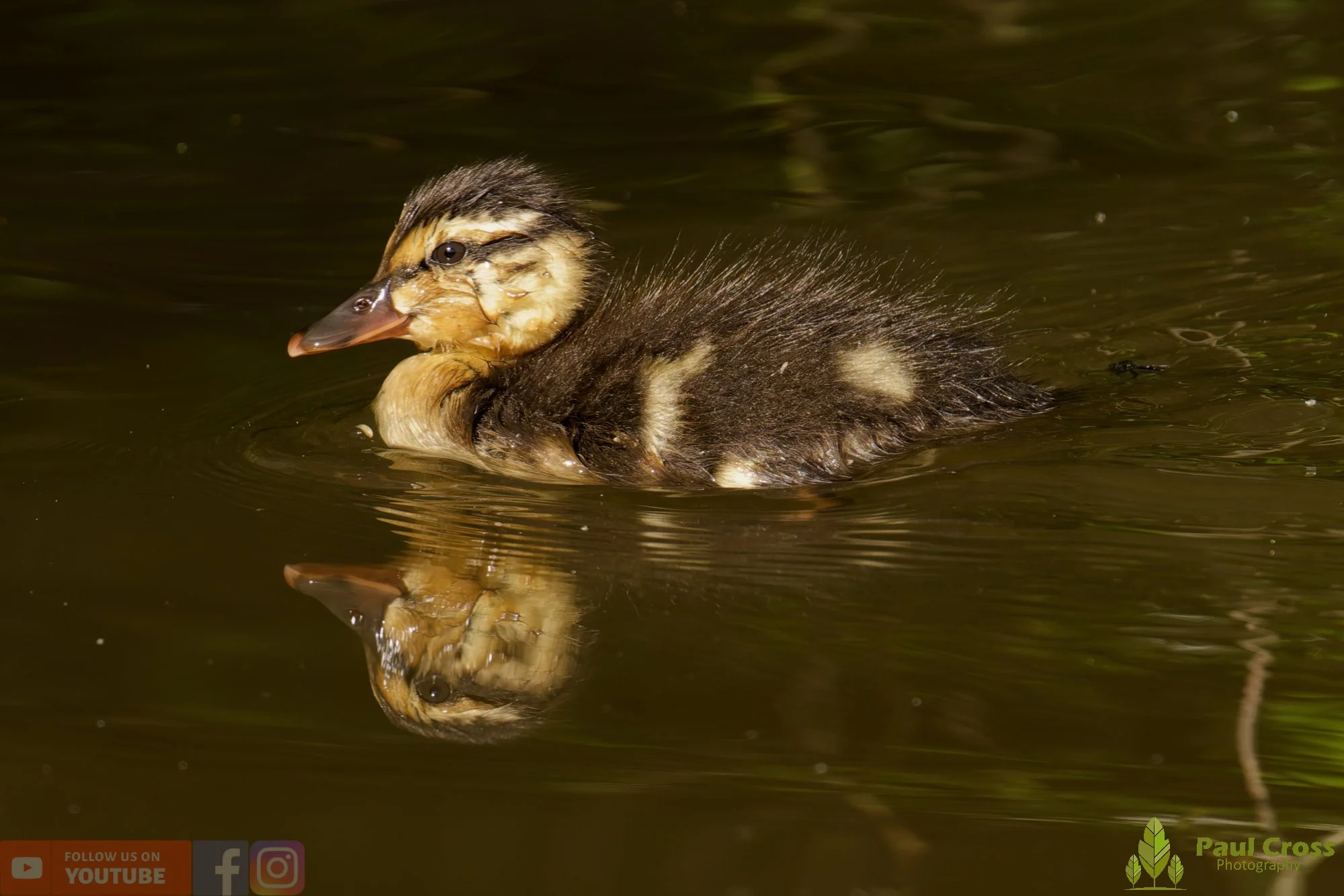 Mallard Duck-01247.jpg