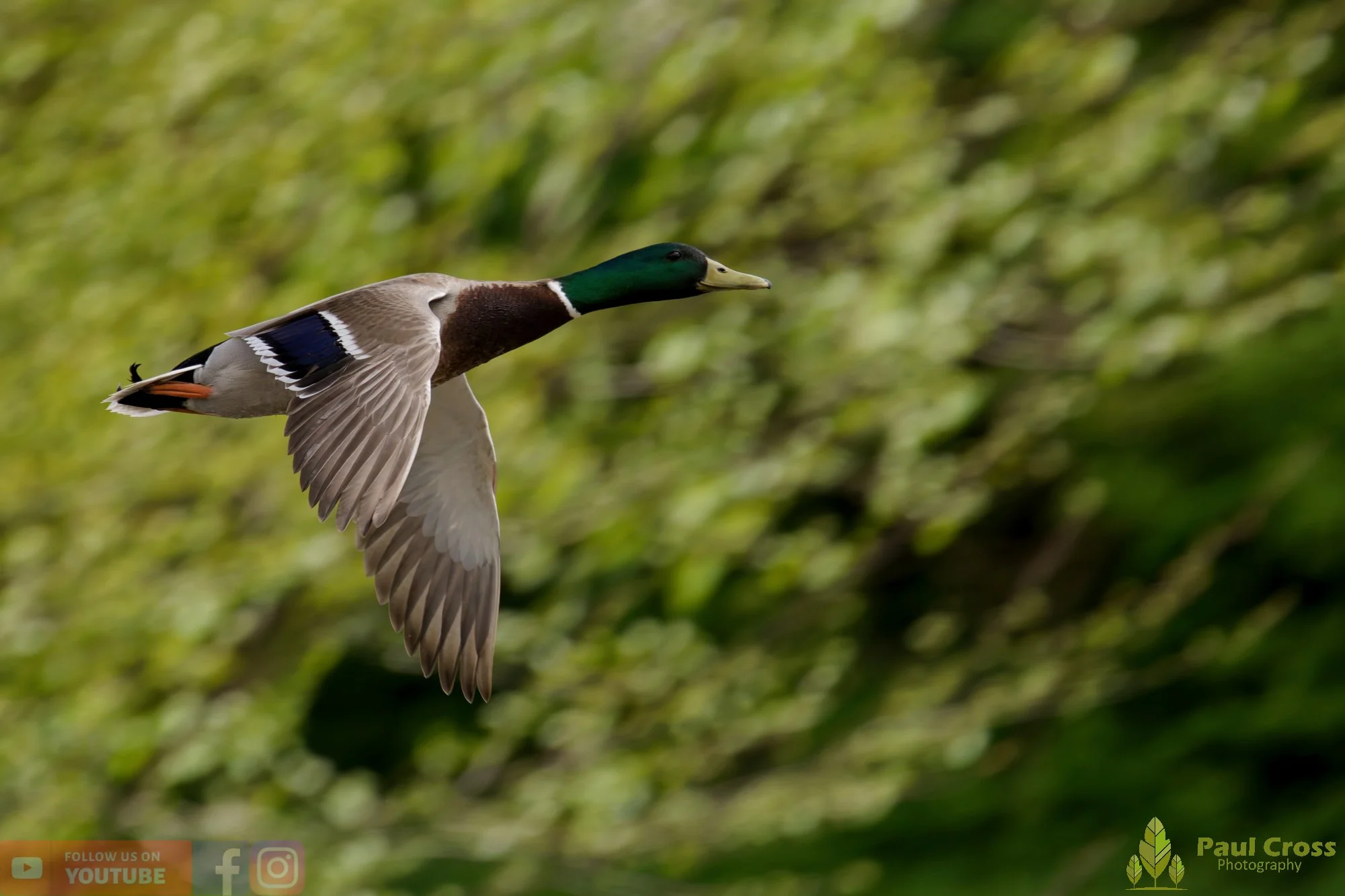 Mallard Duck-01249.jpg