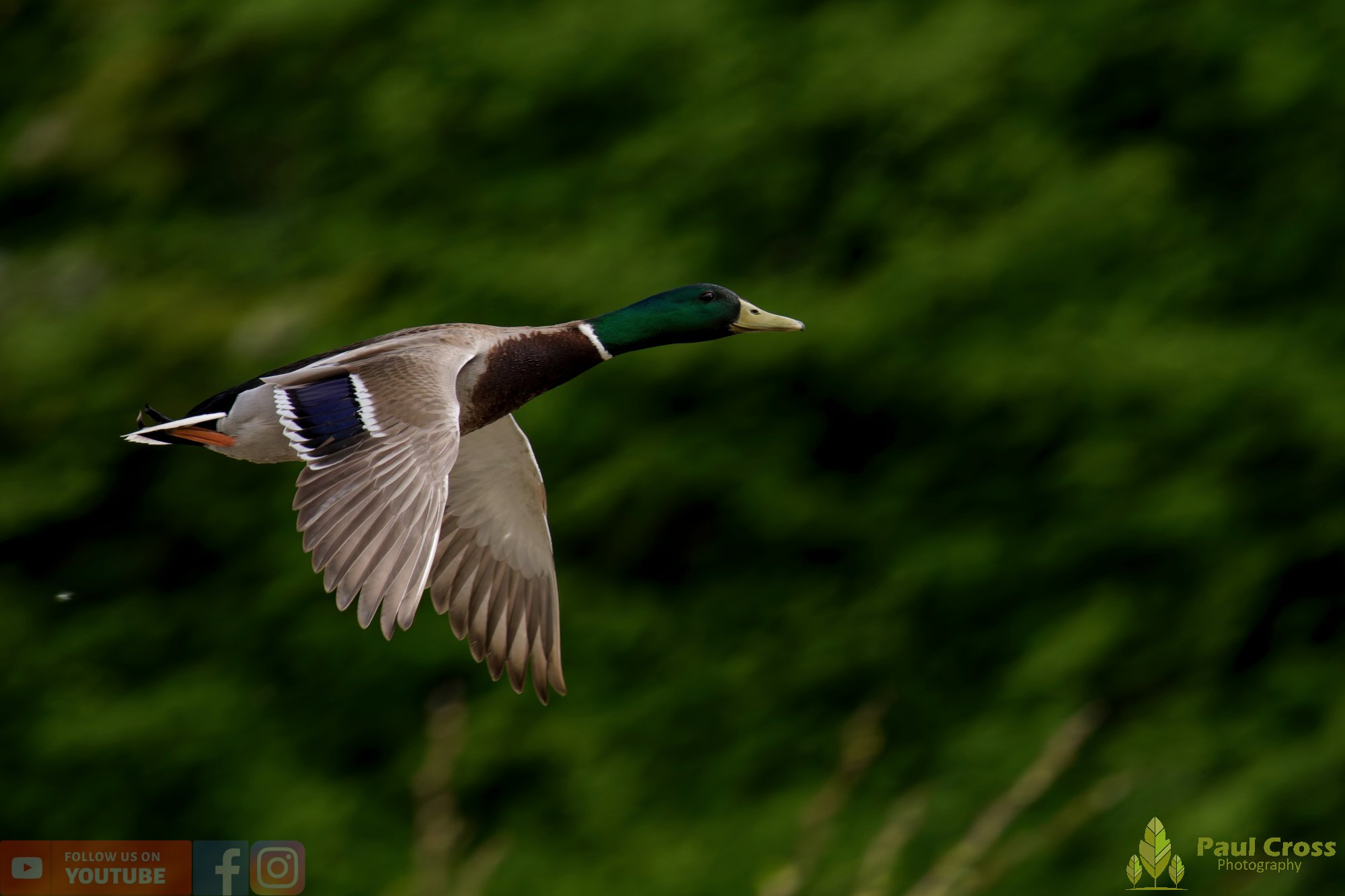 Mallard Duck-01250.jpg