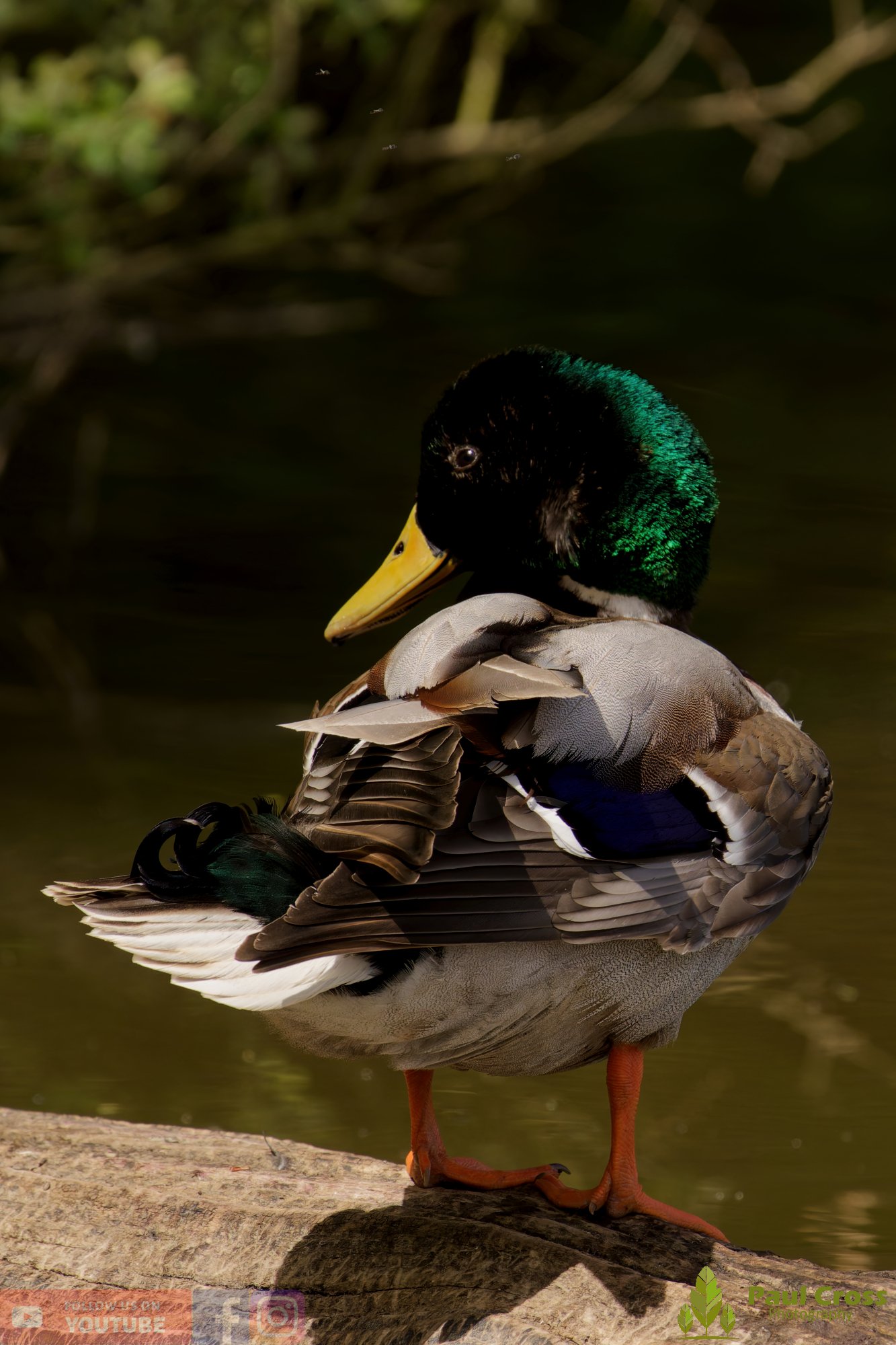 Mallard Duck-01252.jpg