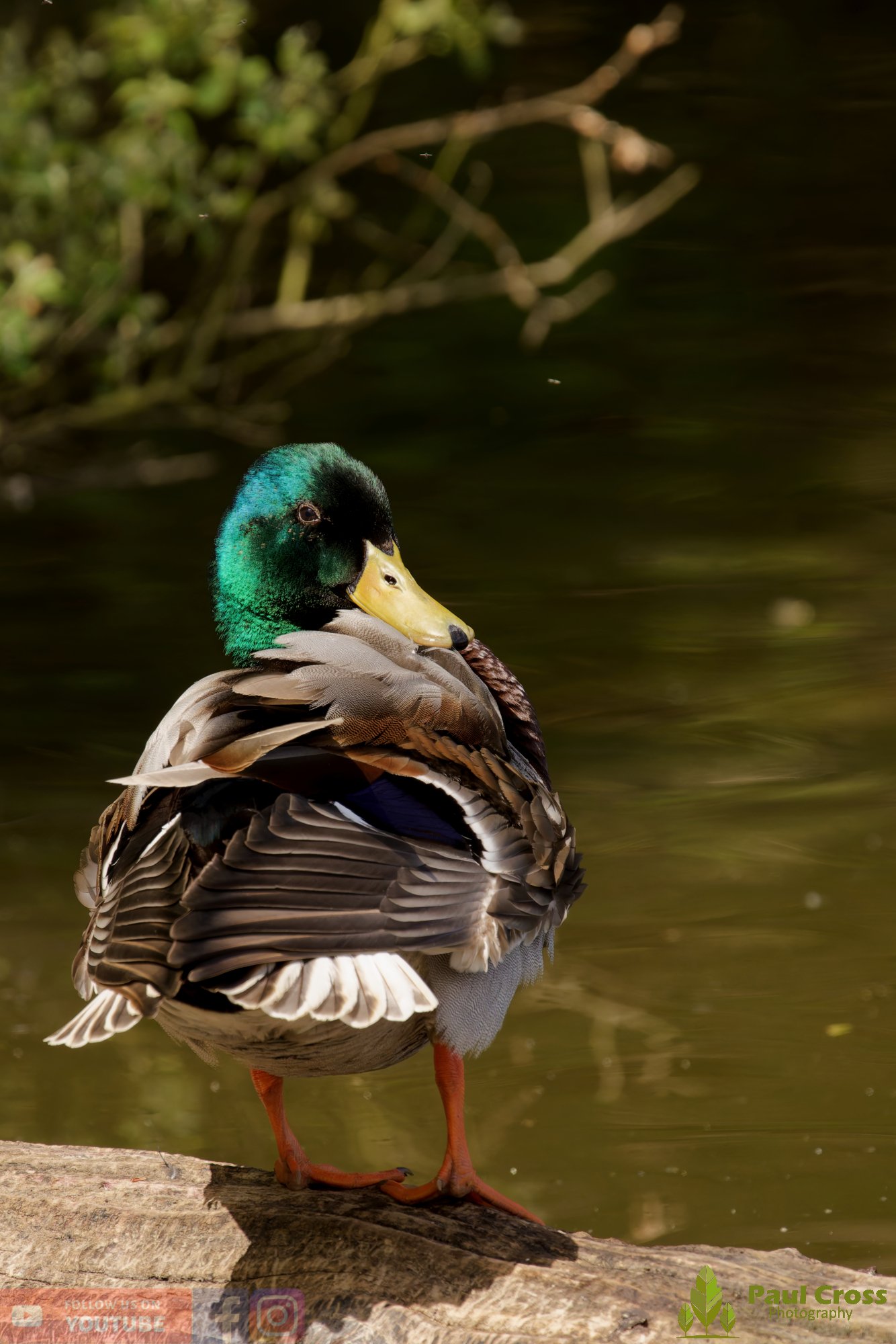 Mallard Duck-01253.jpg