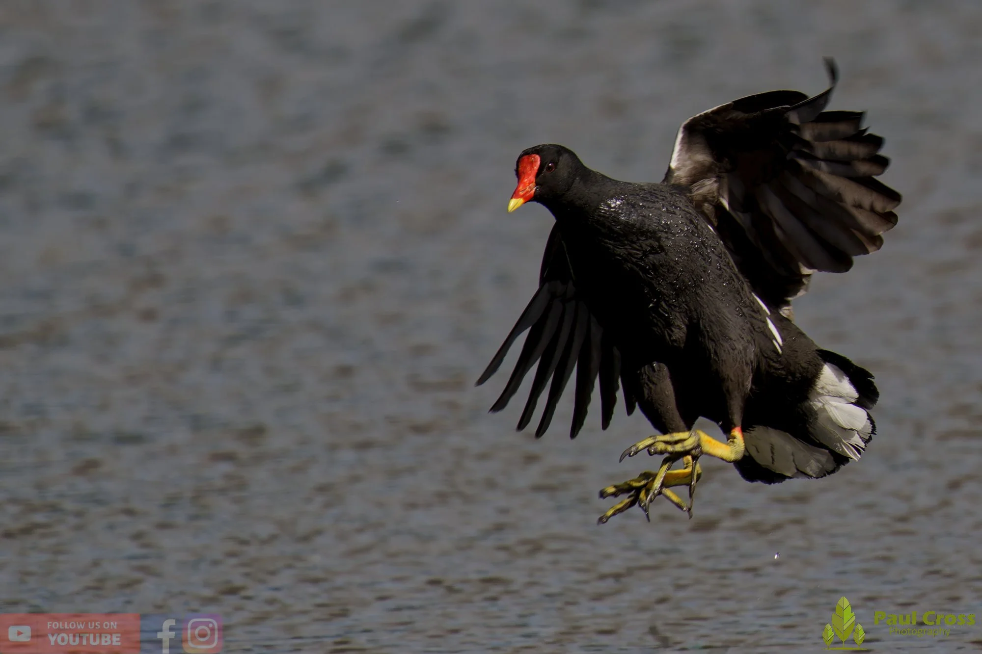 Moorhen-00259.jpg