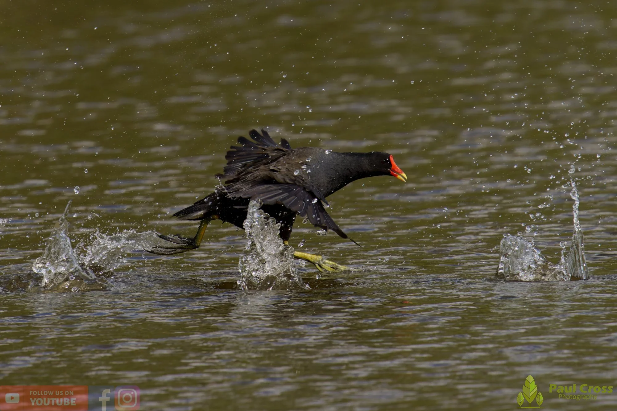 Moorhen-00260.jpg