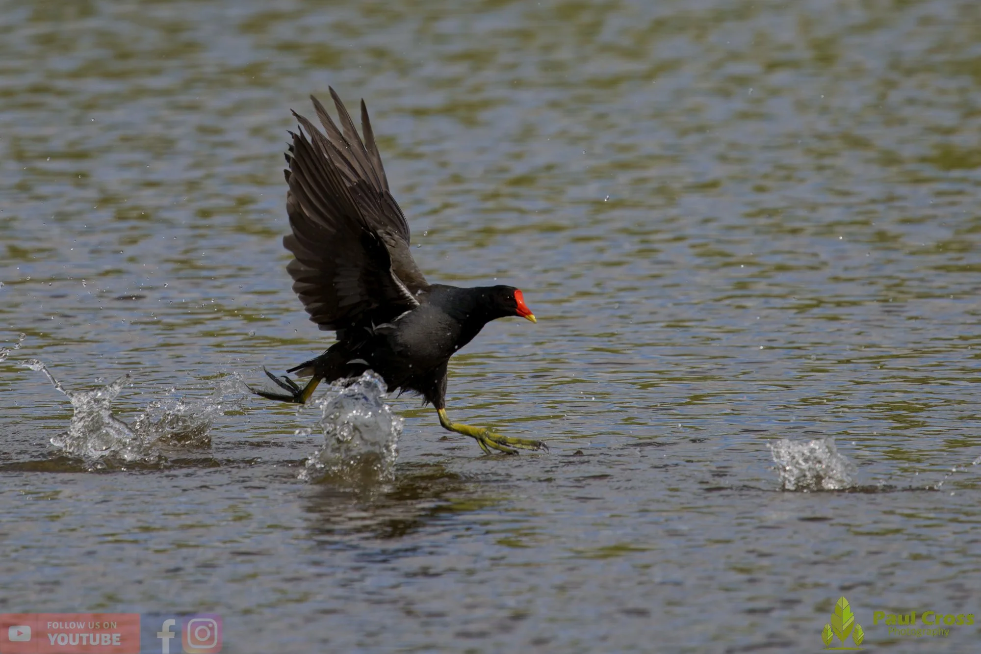 Moorhen-00261.jpg