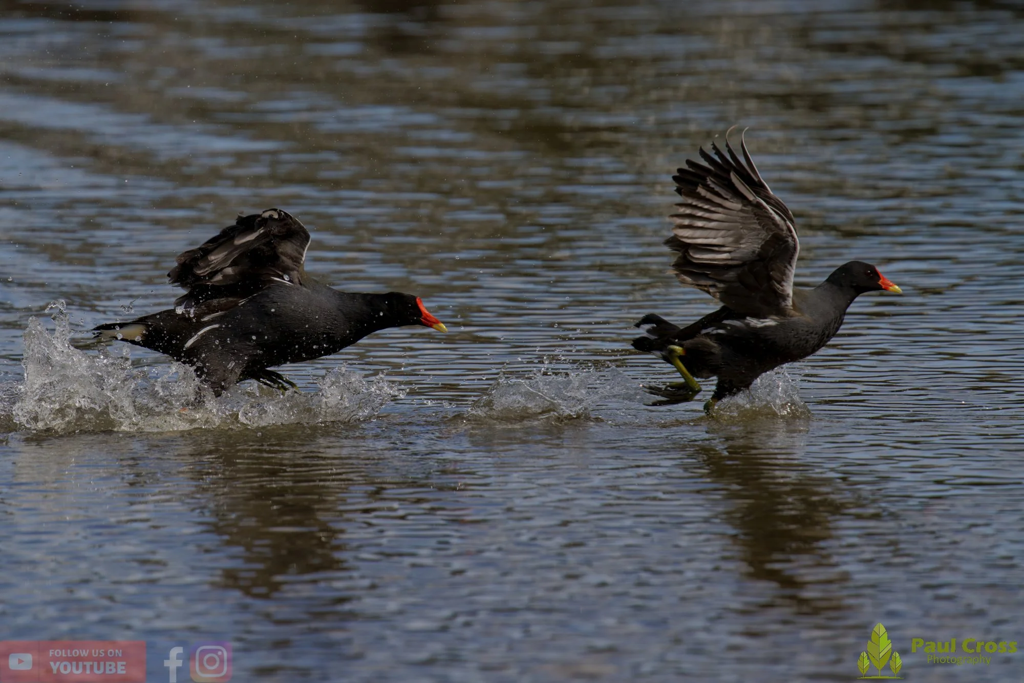 Moorhen-00262.jpg