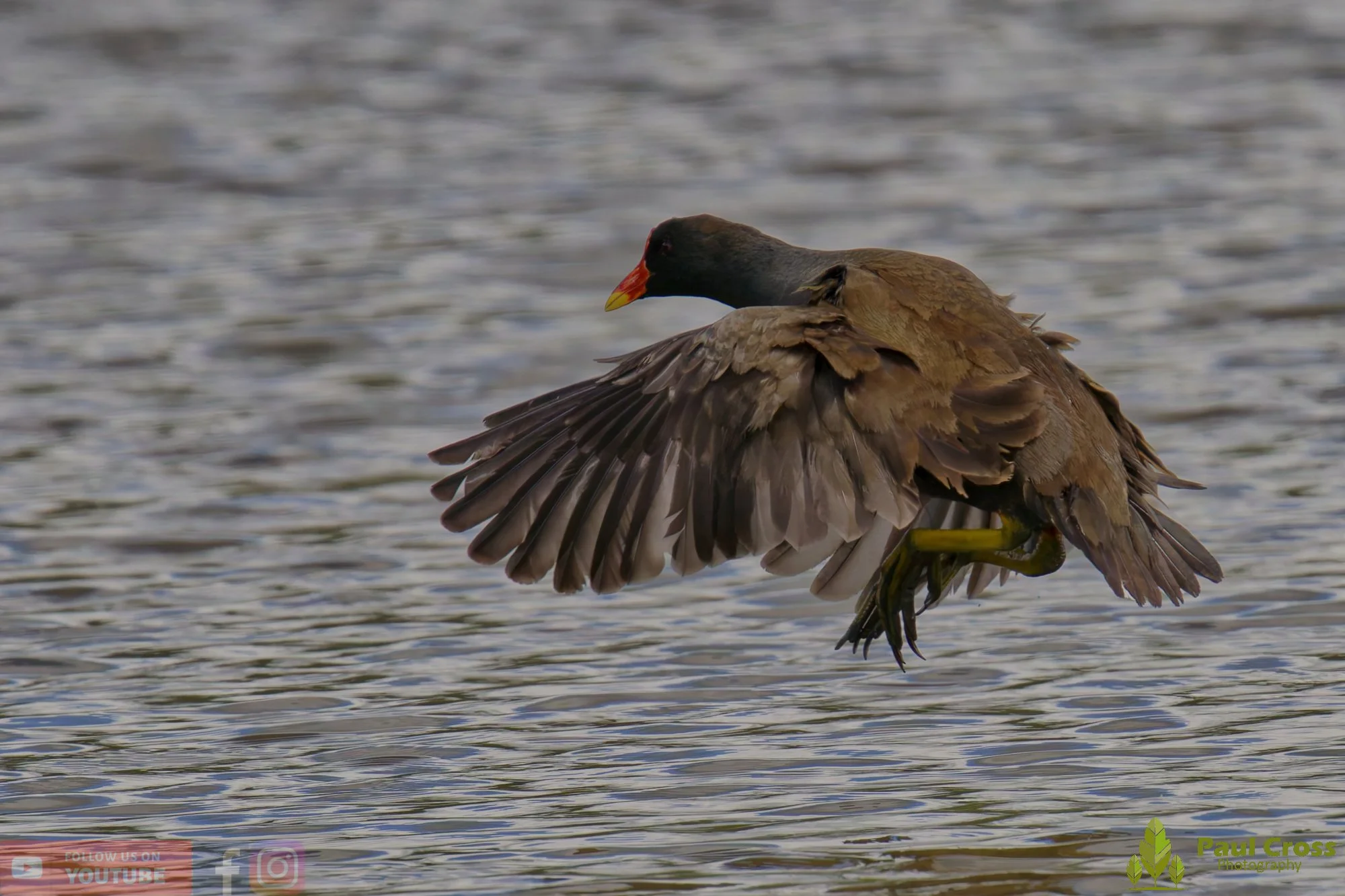 Moorhen-00263.jpg