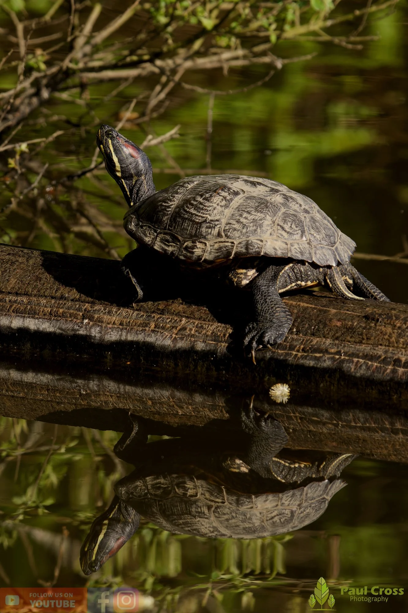 Red-Eared Slider Turtle-00004.jpg