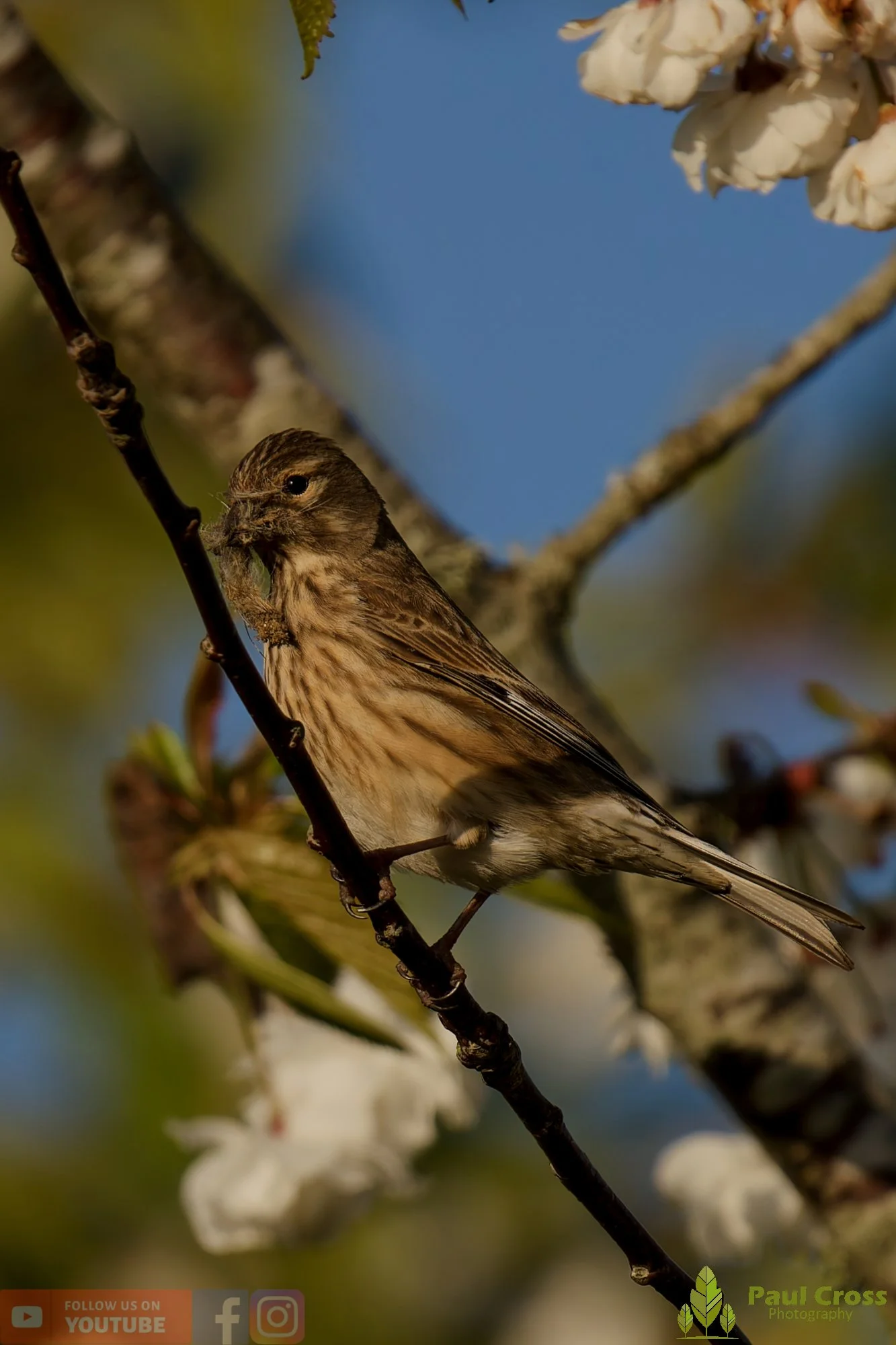 Common Linnet-00392.jpg