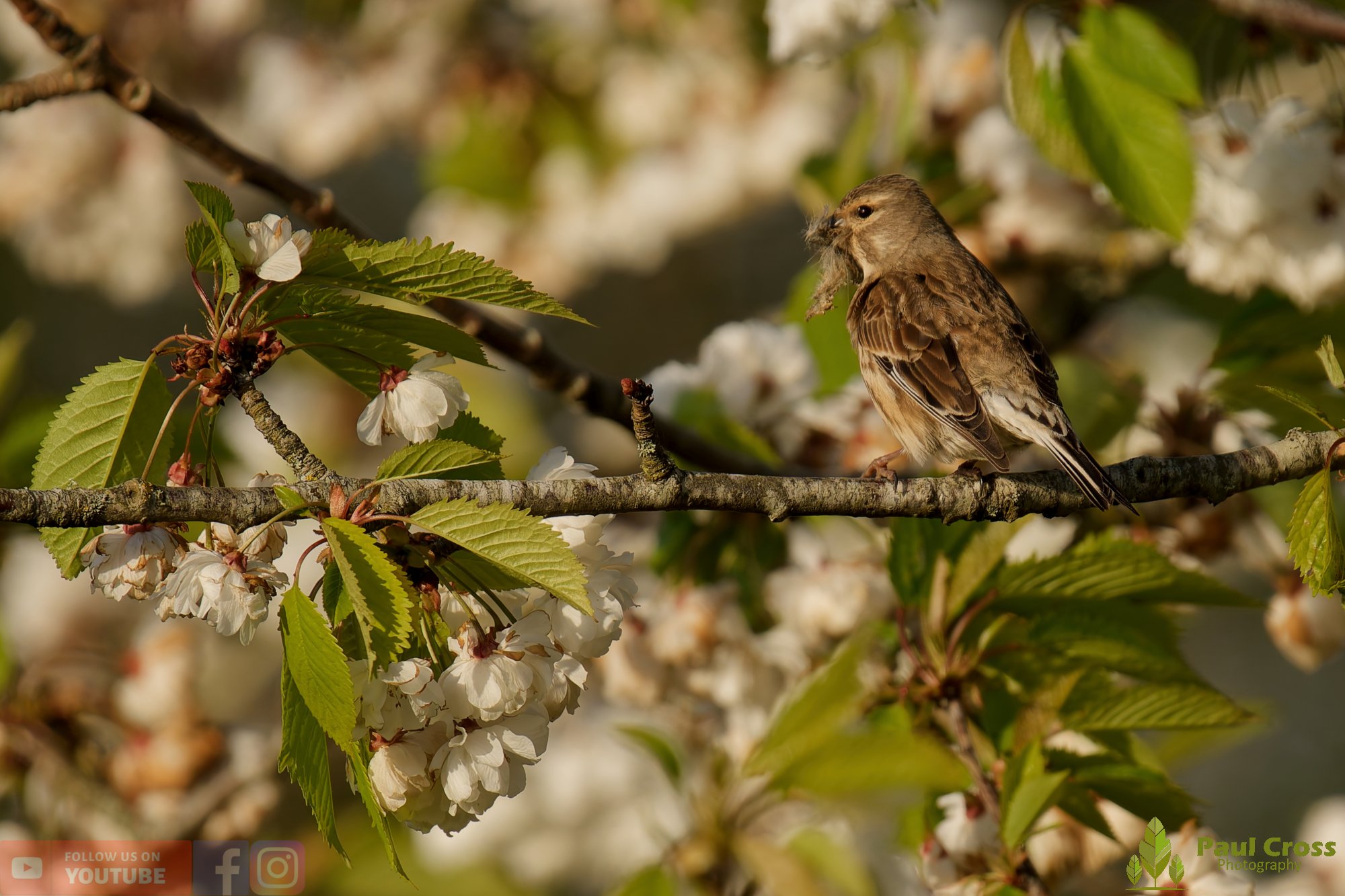 Common Linnet-00393.jpg