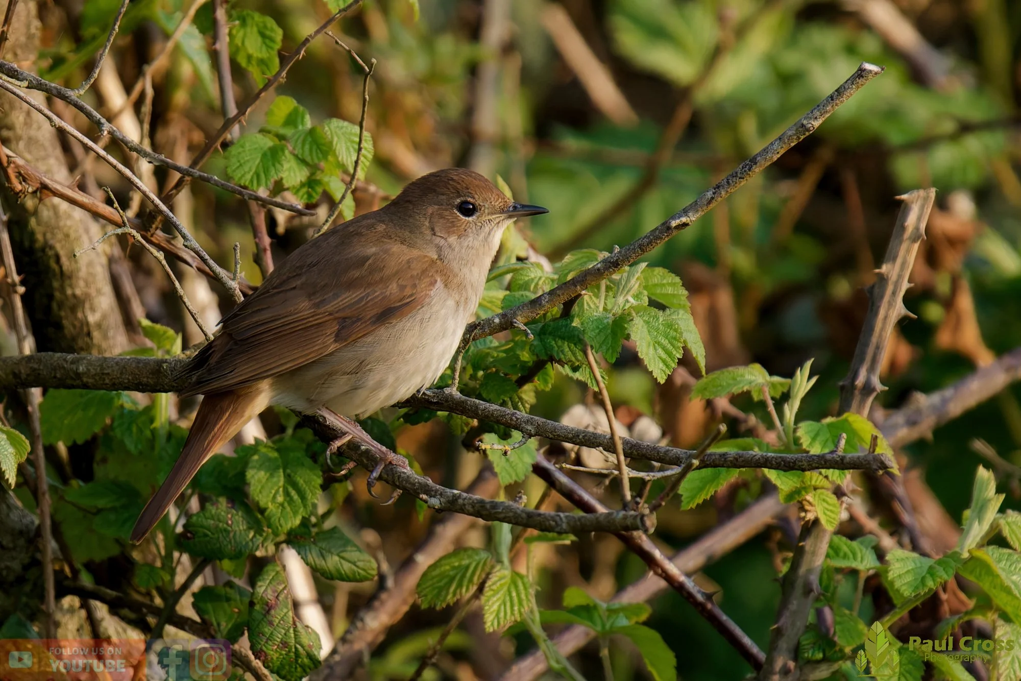 Common Nightingale-00001.jpg