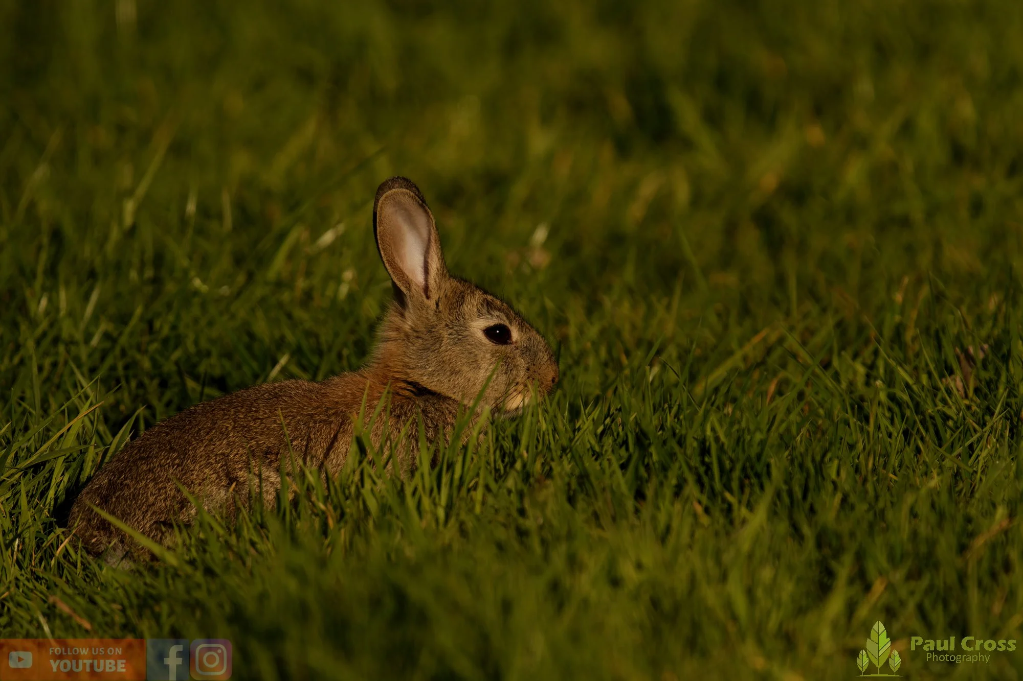 European Rabbit-00003.jpg