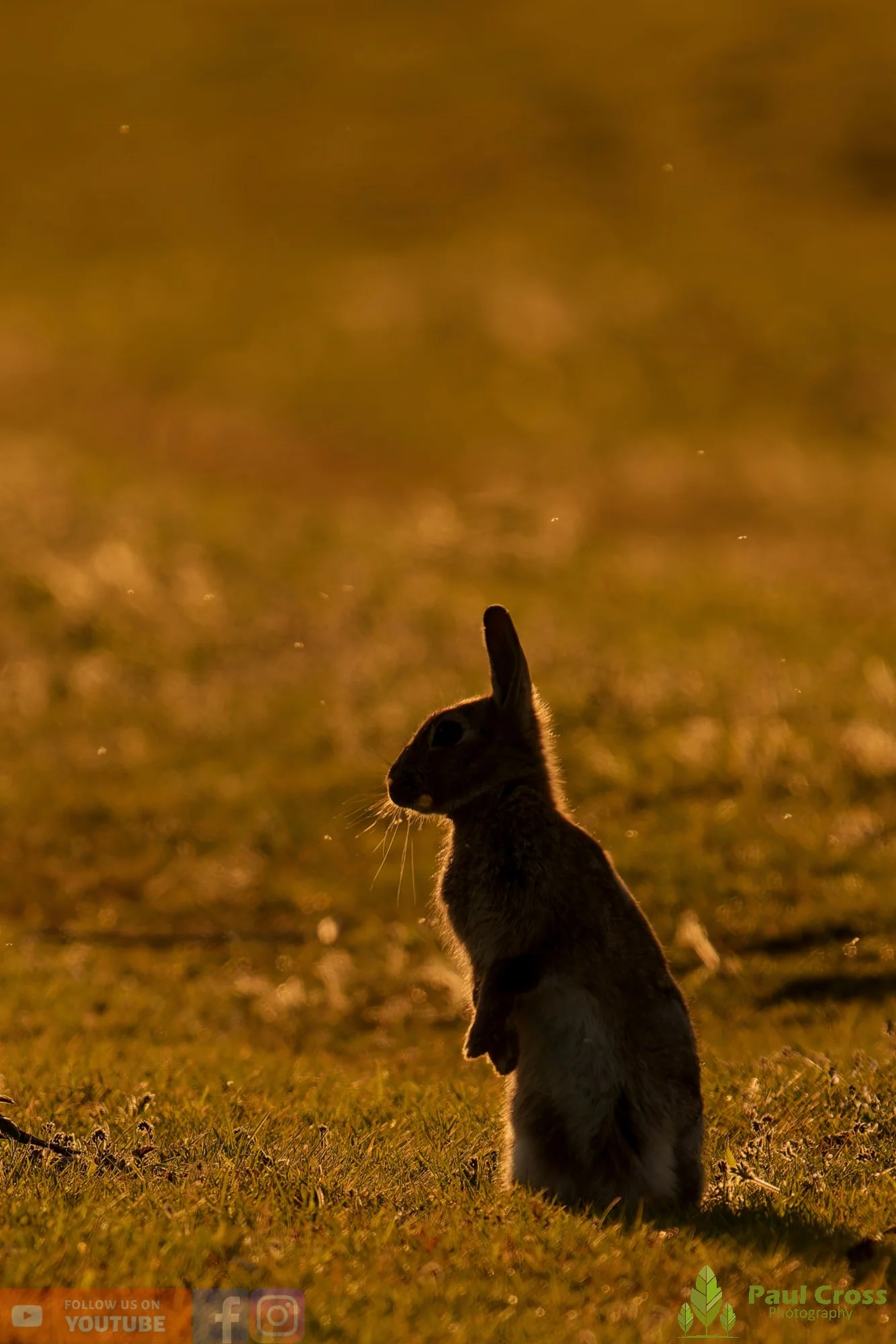 European Rabbit-00004.jpg