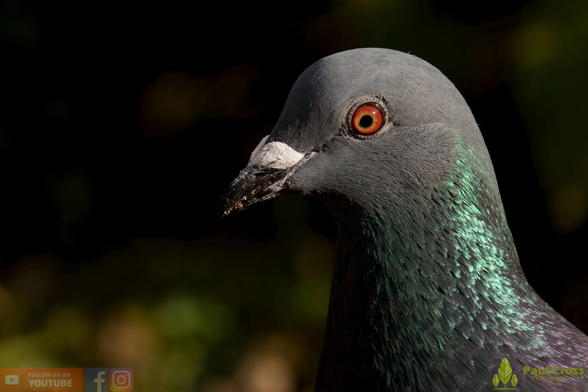 Feral Pigeon-00017.jpg