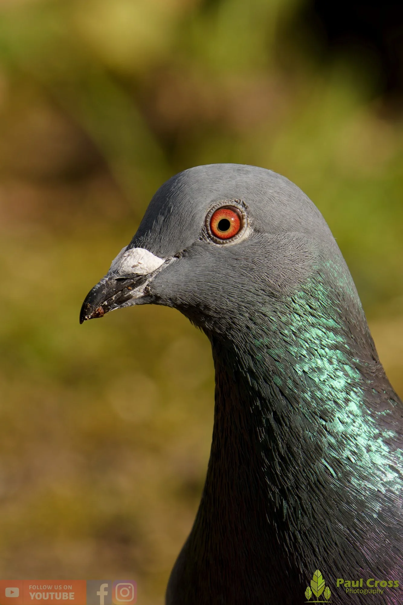 Feral Pigeon-00018.jpg