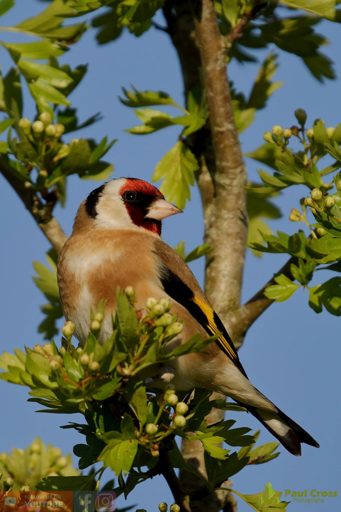 Goldfinch-00335.jpg